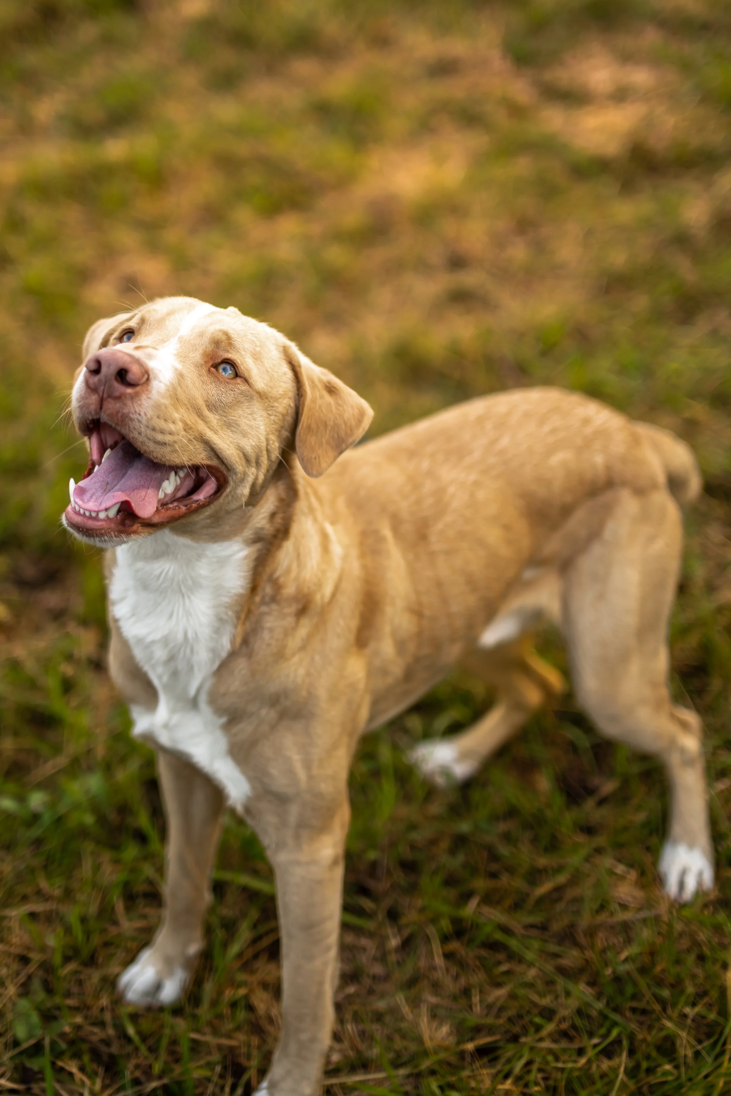 Cute tan and white dog with blue eyes standing on grass, looking up and smiling.