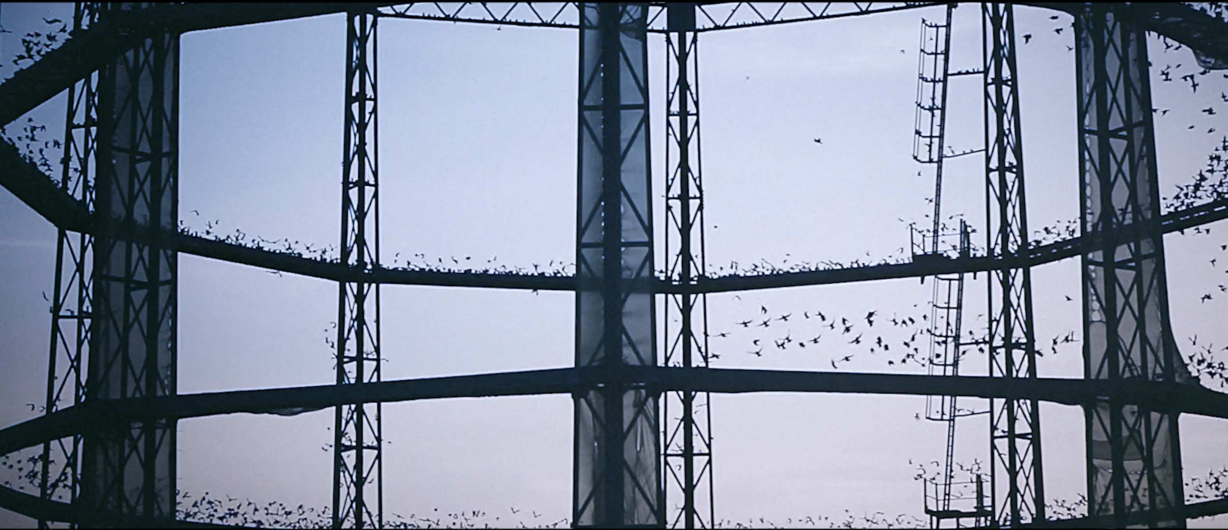 Stylish image of birds in a  Jaguar E-PACE commercial filmed on location in Tenerife by cinematographer Callan Green ACS NZCS