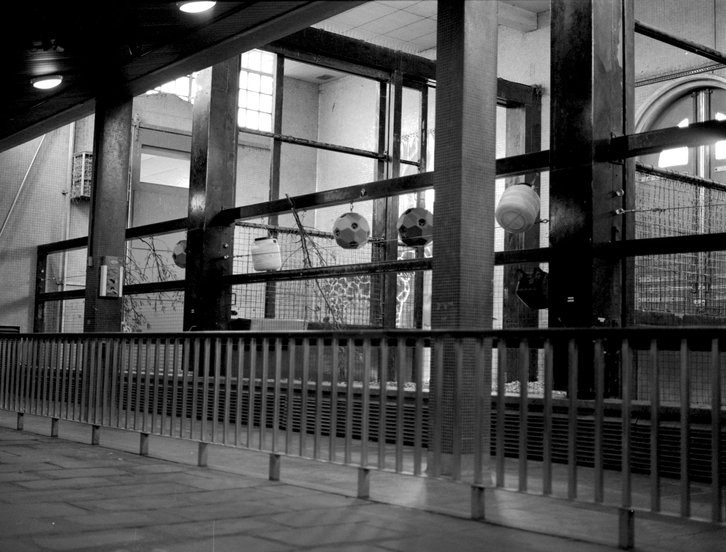 Architectural Display of Animals II, 2026 - London Zoo