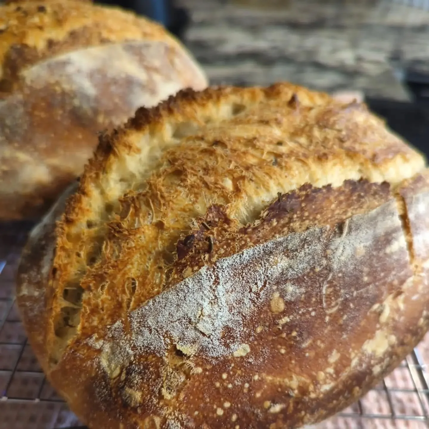 Something's been baking behind the scenes 🍞

For the past several months I've been working on something in the background: Wild Pair Bakery.

Wild Pair is a small-batch sourdough bakery built on a simple idea&mdash;that really good bread is meant to