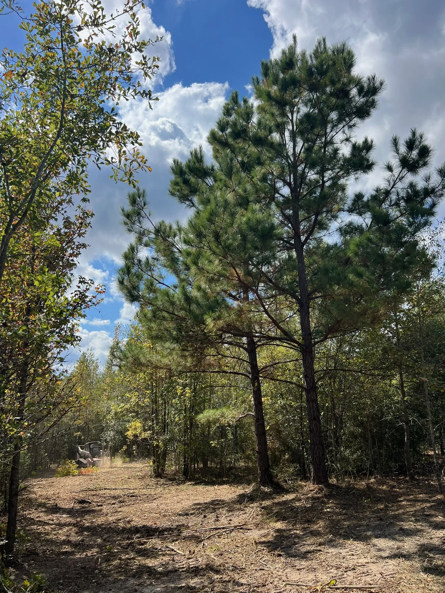 A dirt trail through a forest with various trees, including two tall pine trees, under a partly cloudy blue sky.
