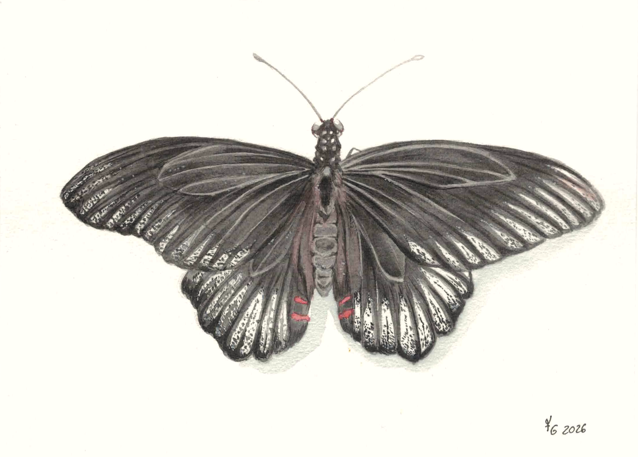 schwarz Gothic Schmetterling