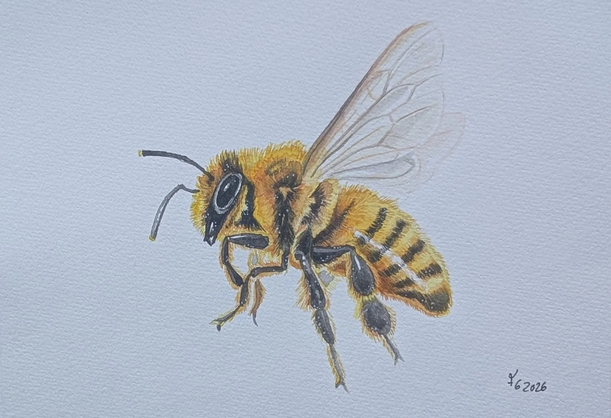 A detailed watercolor painting of a bee on white paper, signed and dated 2026.