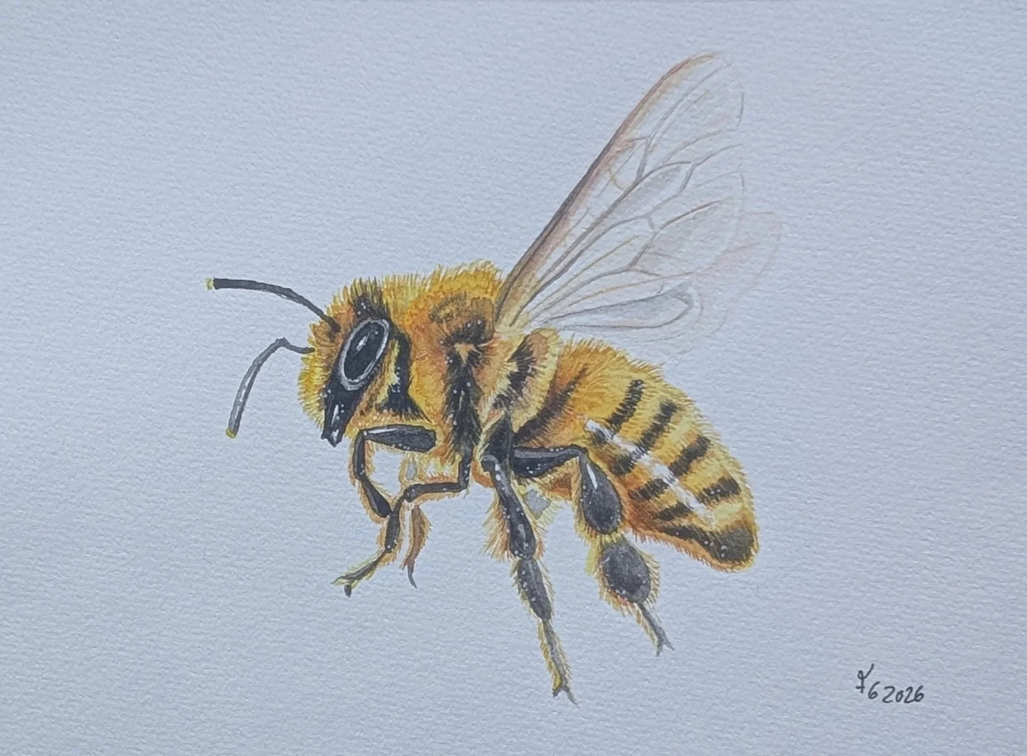 A watercolor painting of a honeybee with yellow and black stripes, translucent wings, and fine details, signed and dated 2026.