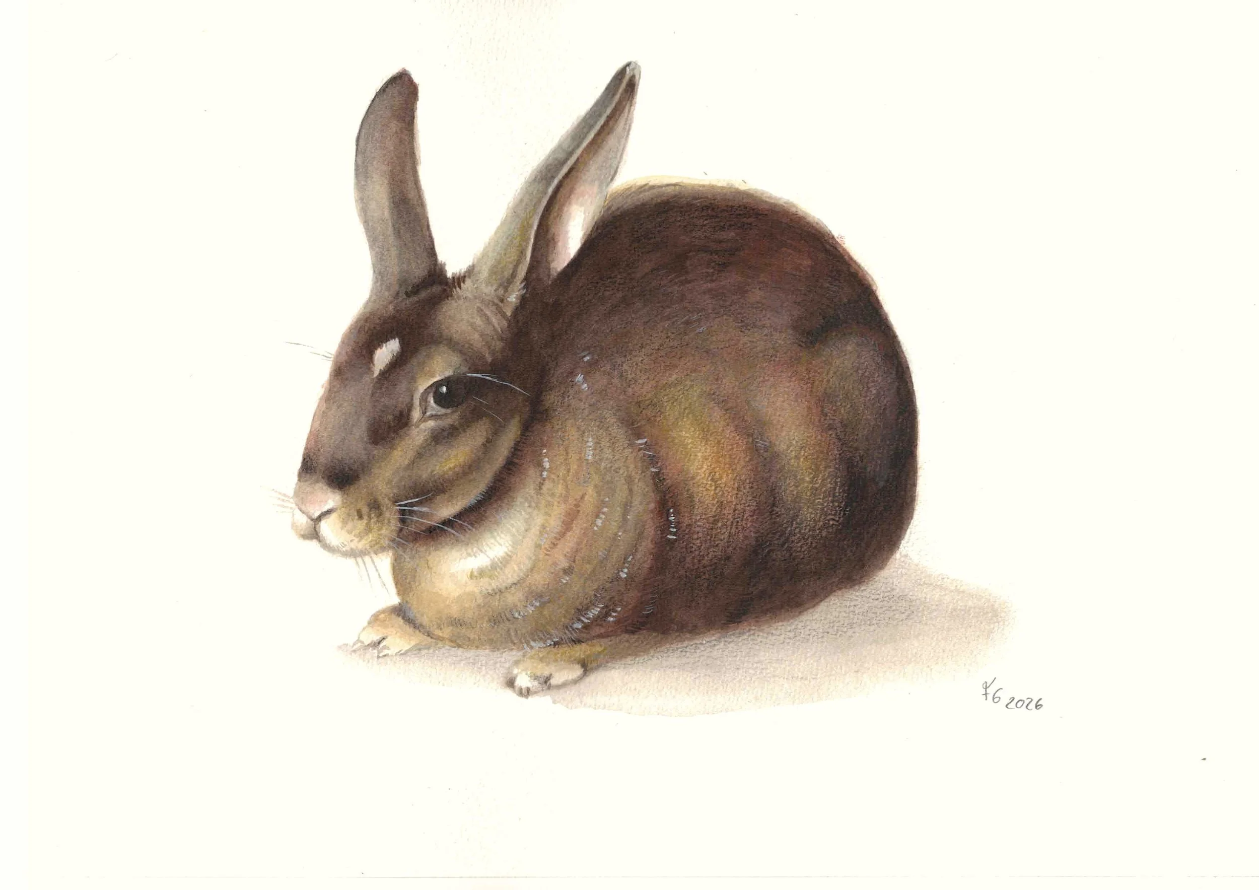 Kaninchen Aquarell handgemalt