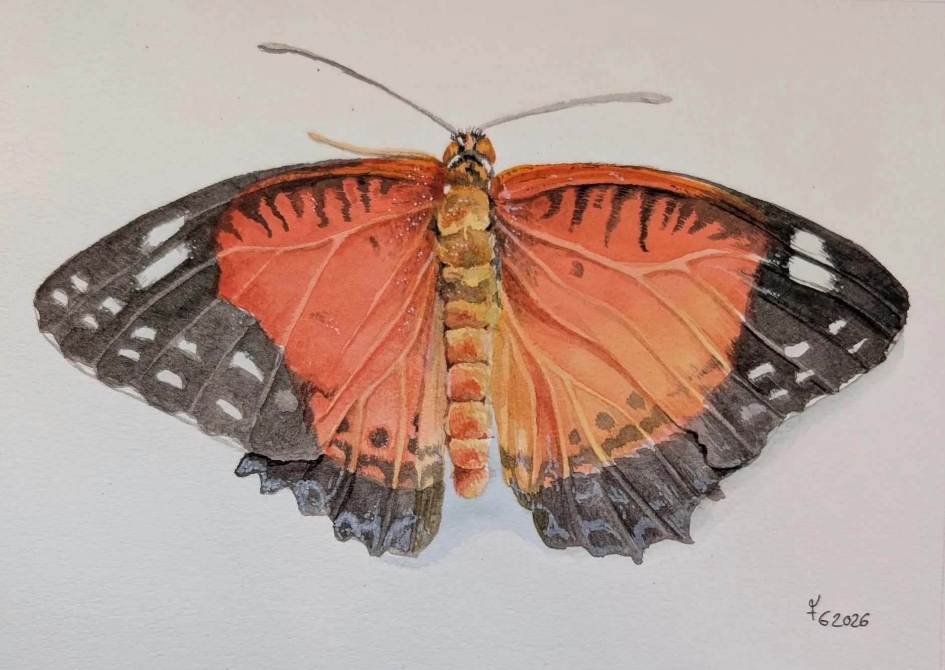 A watercolor painting of an orange and black butterfly with its wings spread open.