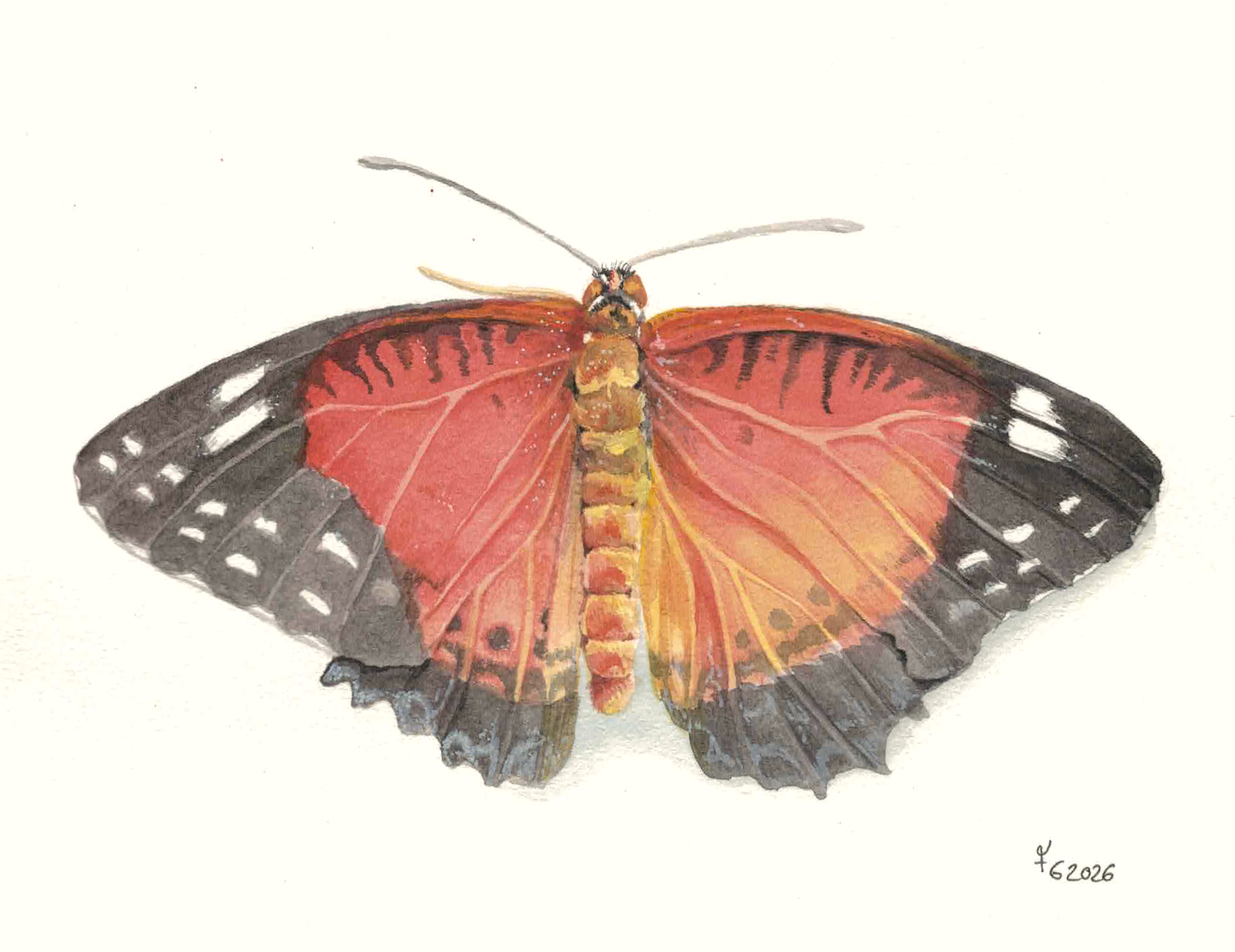 Schmetterling Aquarell handgemalt
