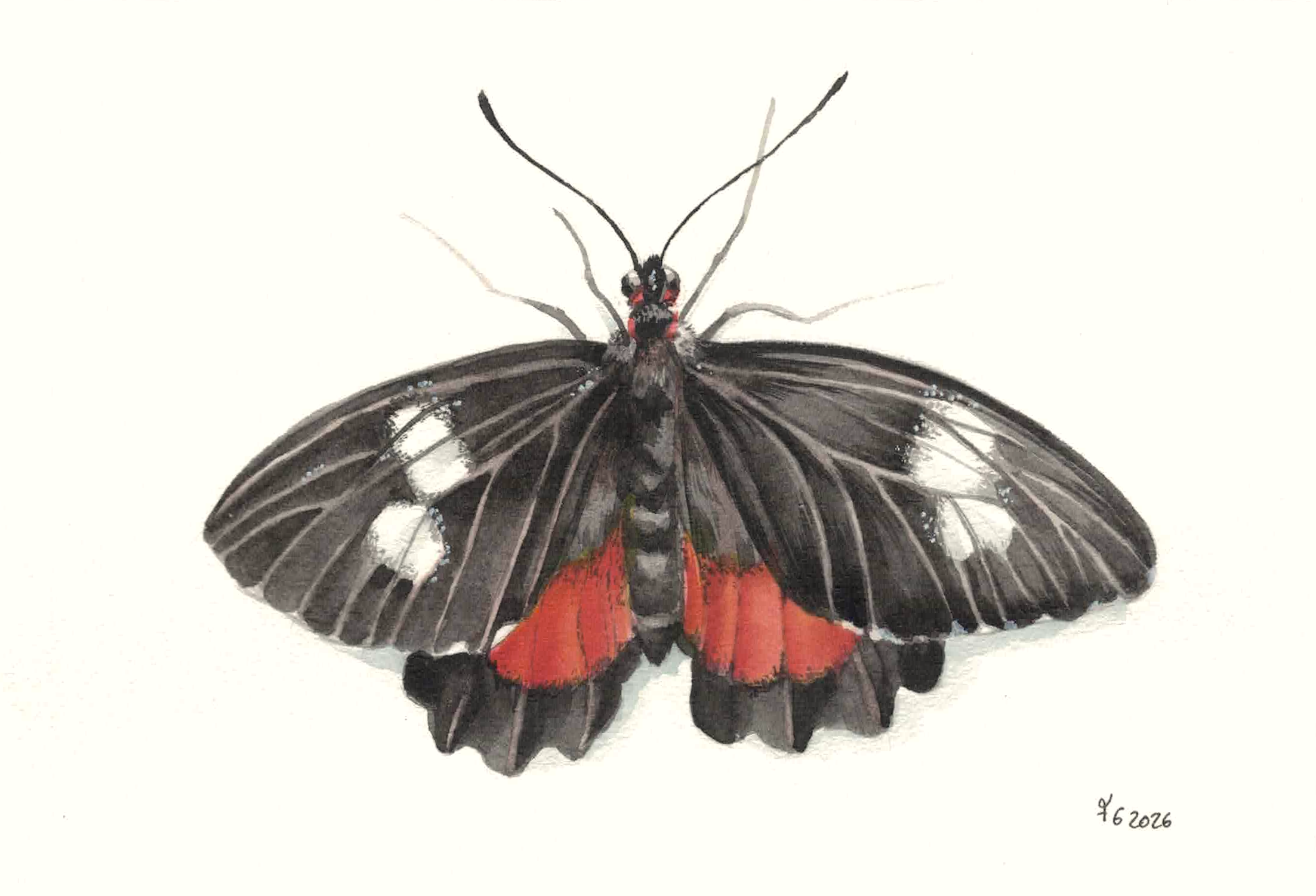 Aquarell Naturillustration schwarz