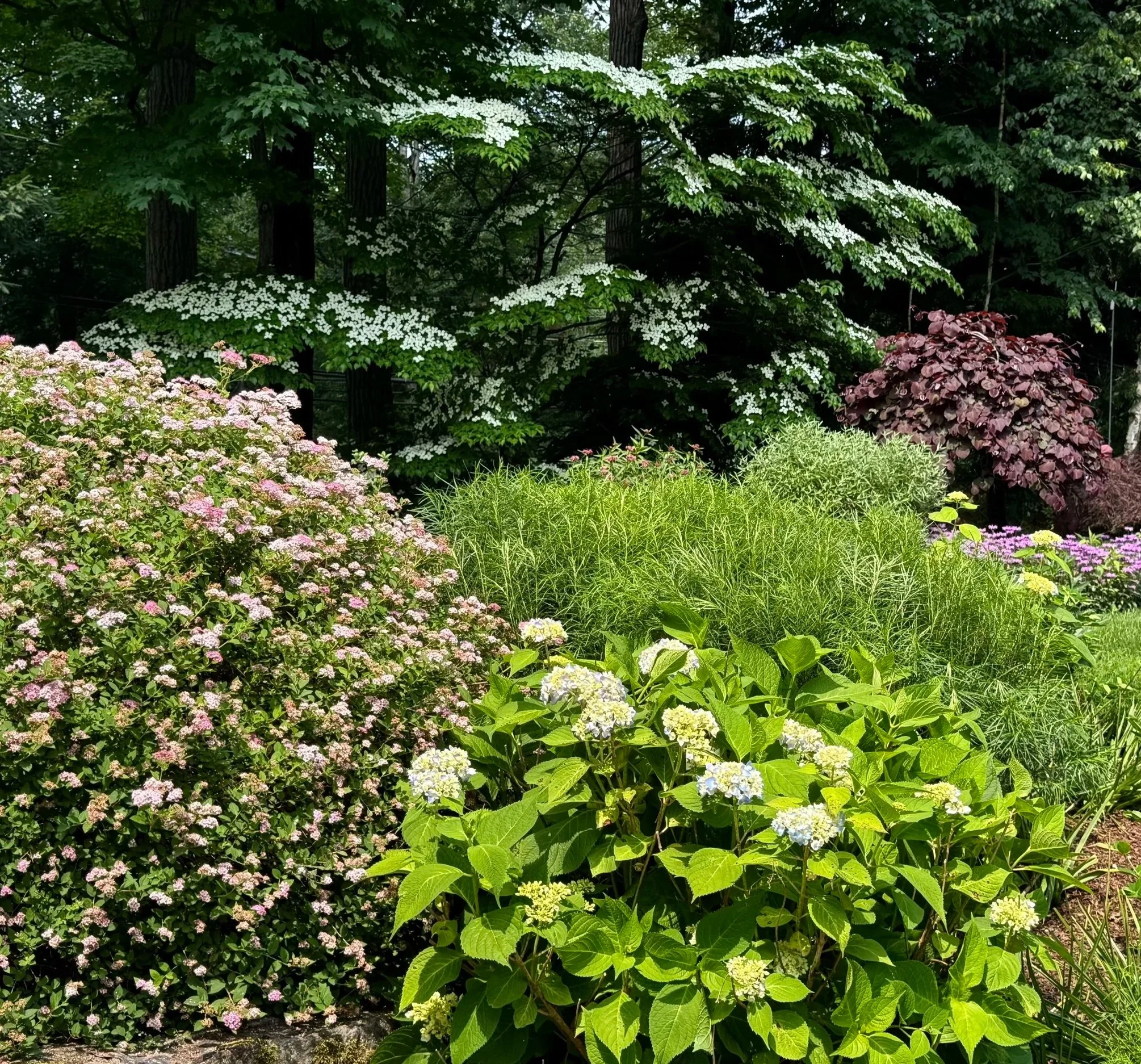 A lush garden with blooming flowers, green shrubs, and tall trees in the background.