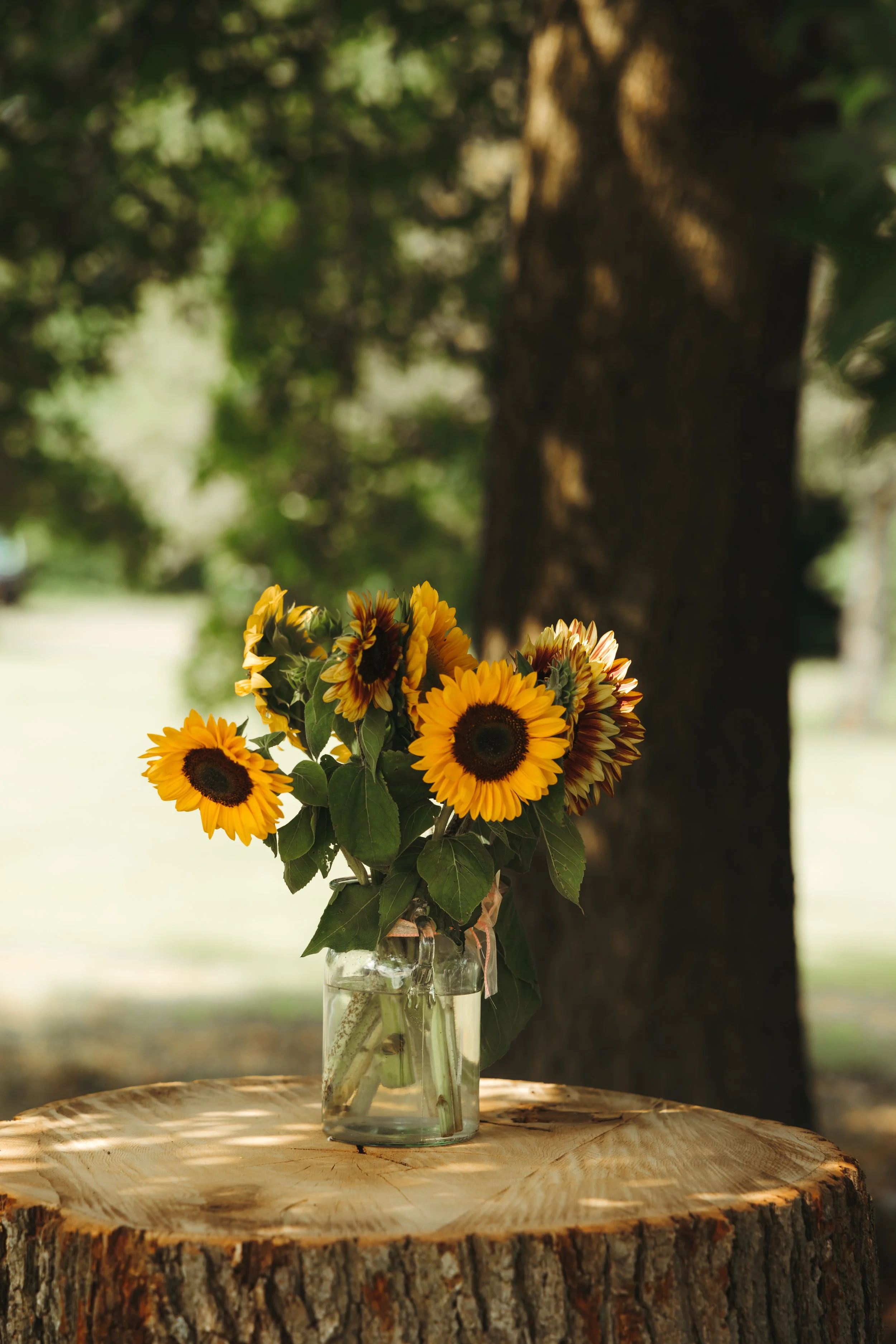 A bouquet of bright yellow sunflowers in a glass jar sitting on a tree stump outdoors with blurred green trees in the background.