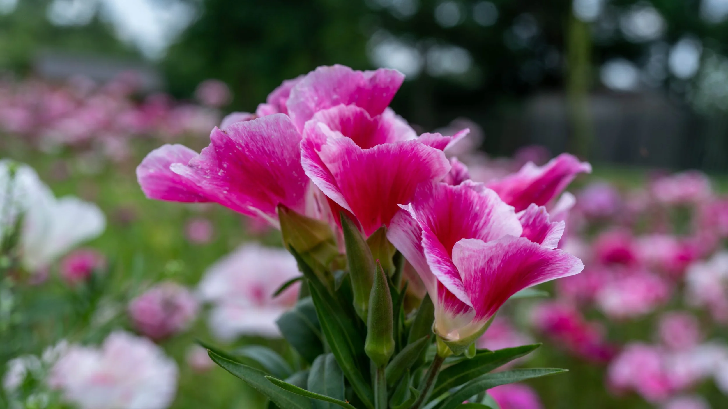 Close-up of pink and white striped flowers, likely garden roses or carnations, in a garden setting with blurred pink and white flowers in the background.