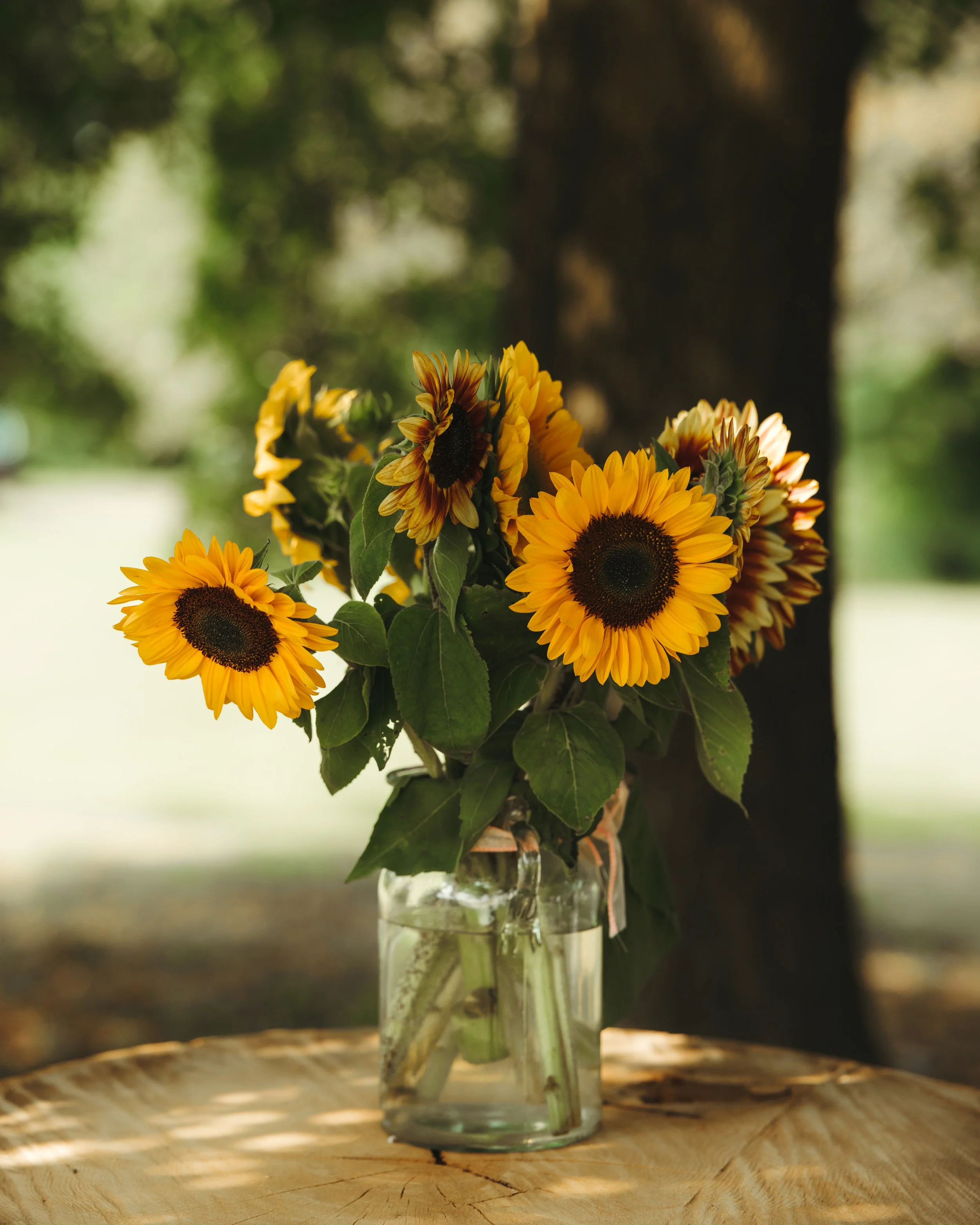 A bouquet of fresh sunflowers in a glass jar on a wooden surface, outdoors with trees and greenery in the background.