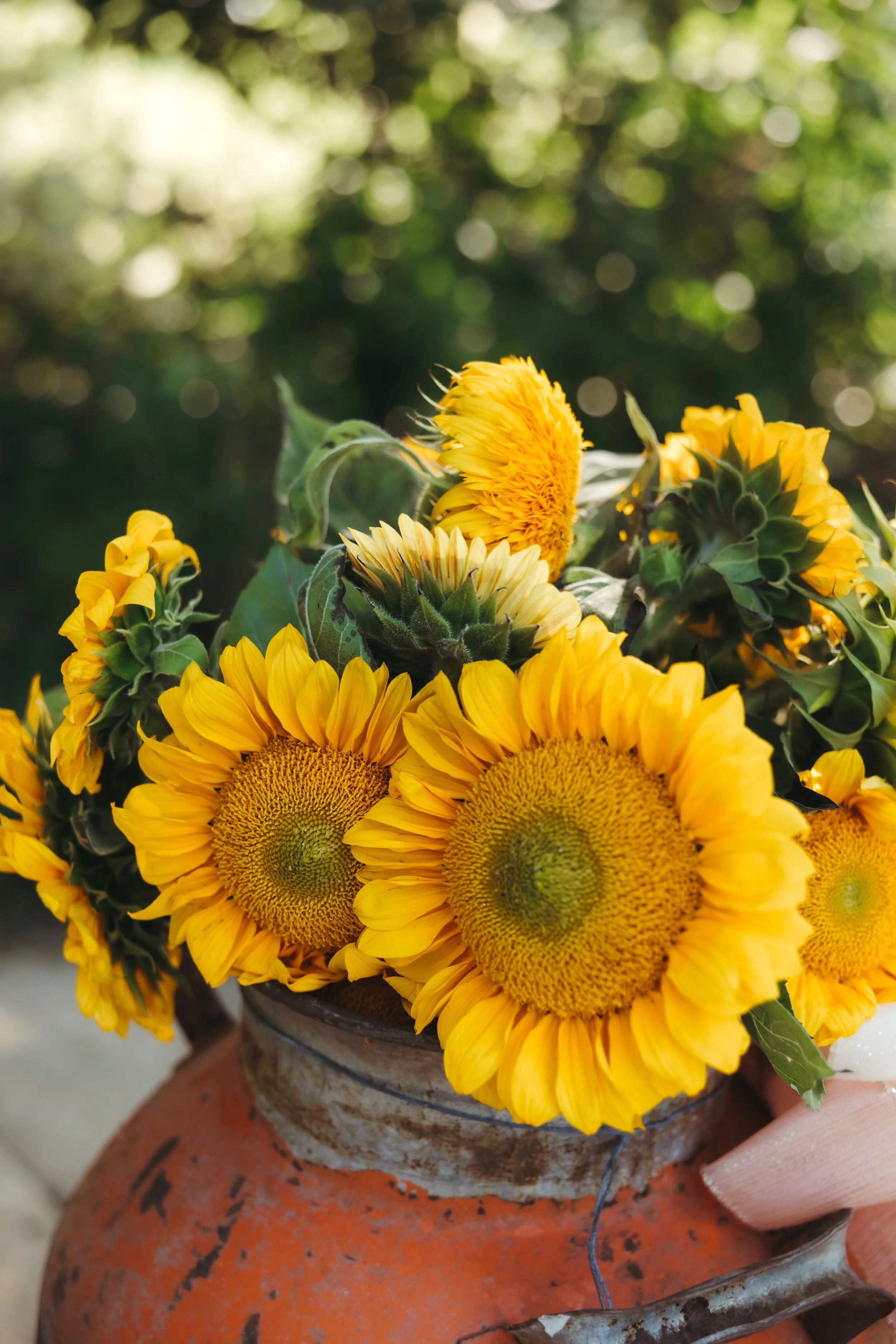 Hand holding a rusty orange pot filled with bright yellow sunflowers against a blurred green background.