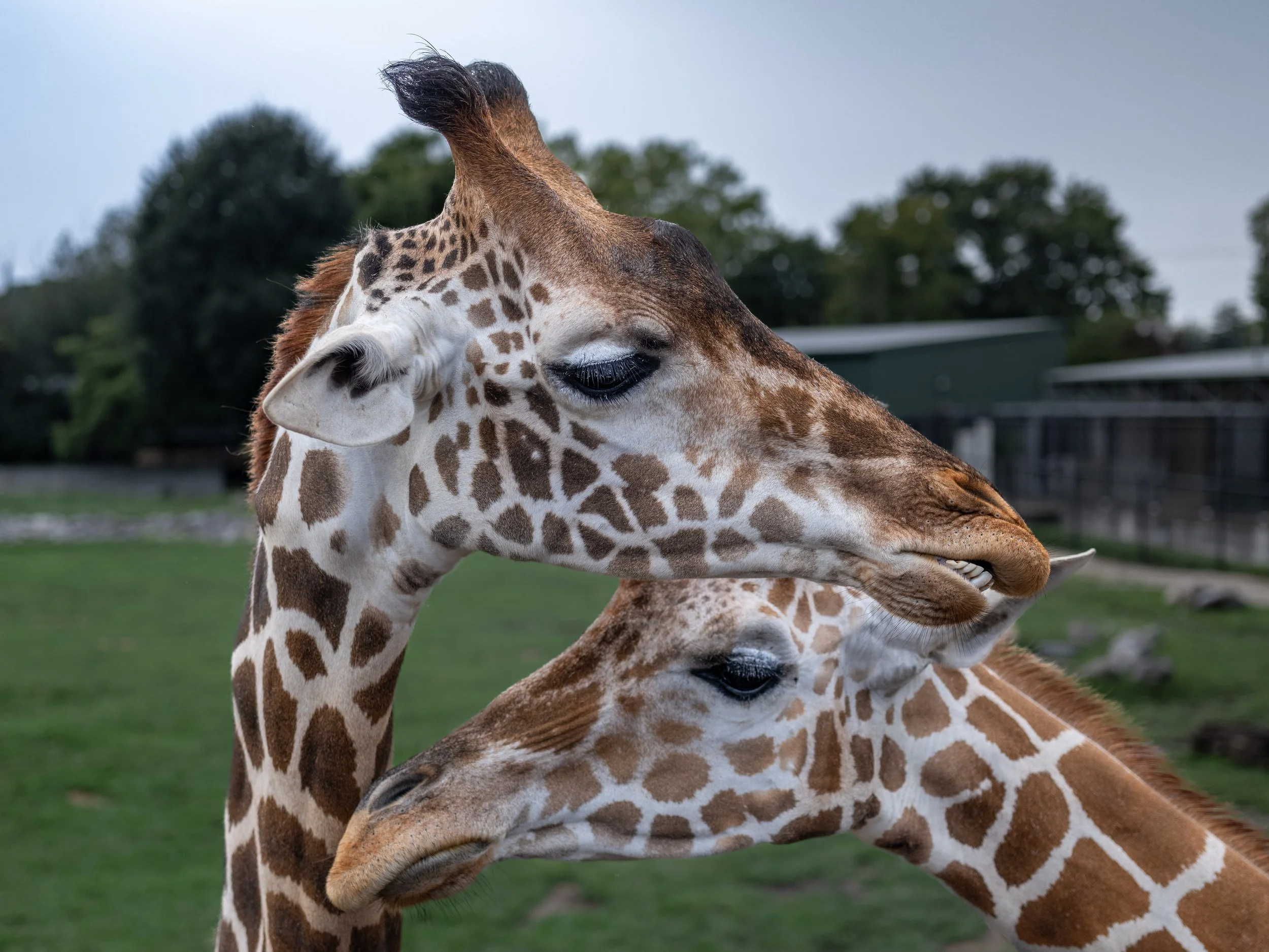 animlas-2.jpg