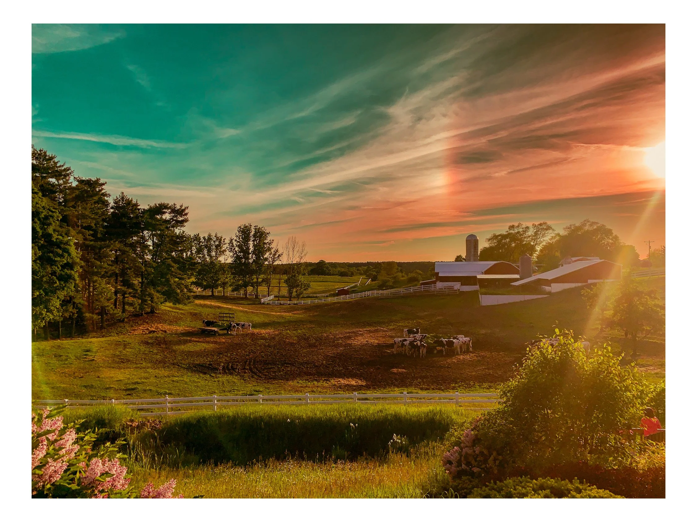 Sunset over a farm with green fields, trees, cows grazing, and farm buildings including barns and silos, surrounded by white fences.