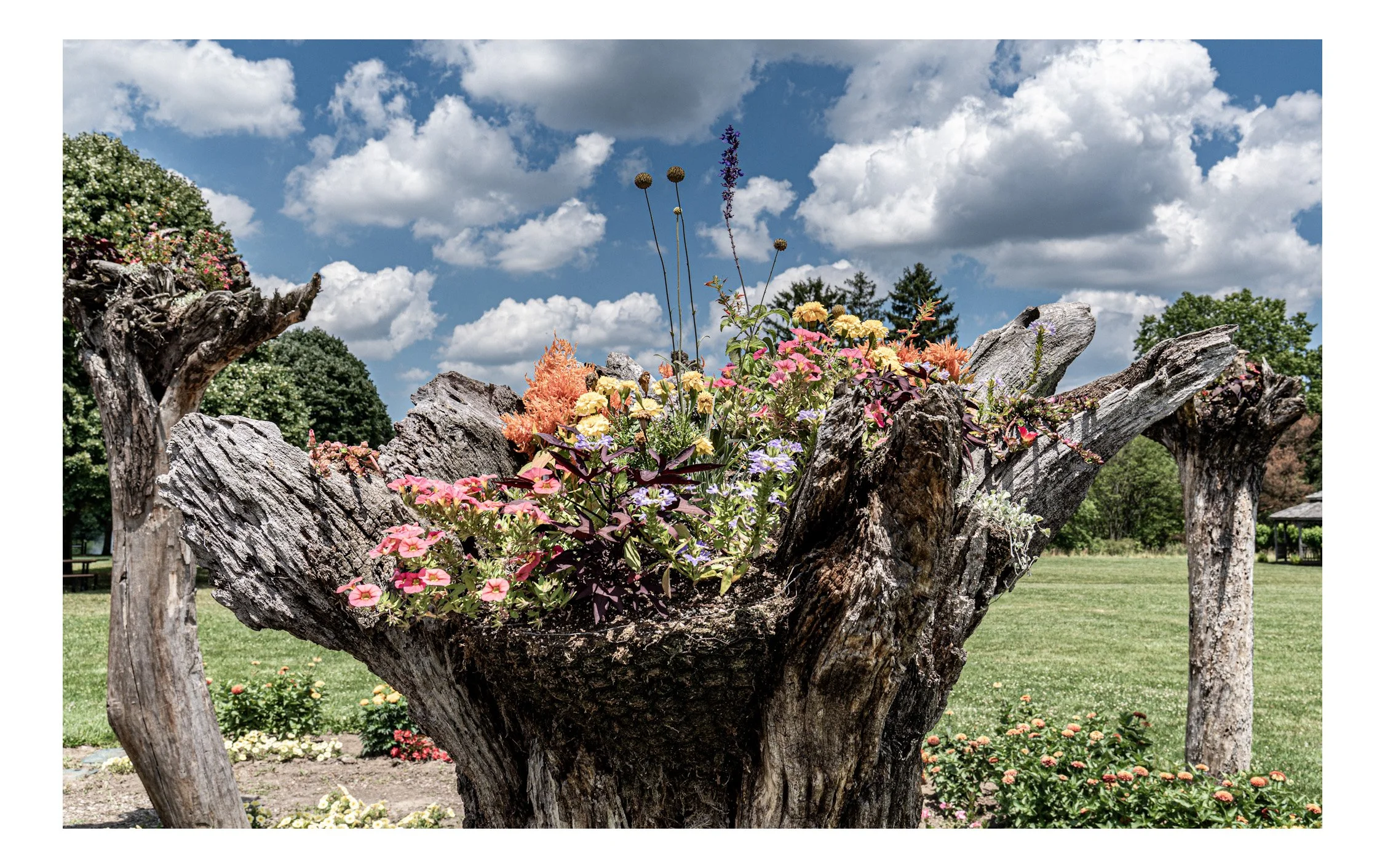 Colorful flowers growing on a large, weathered tree trunk with a blue sky and clouds in the background.