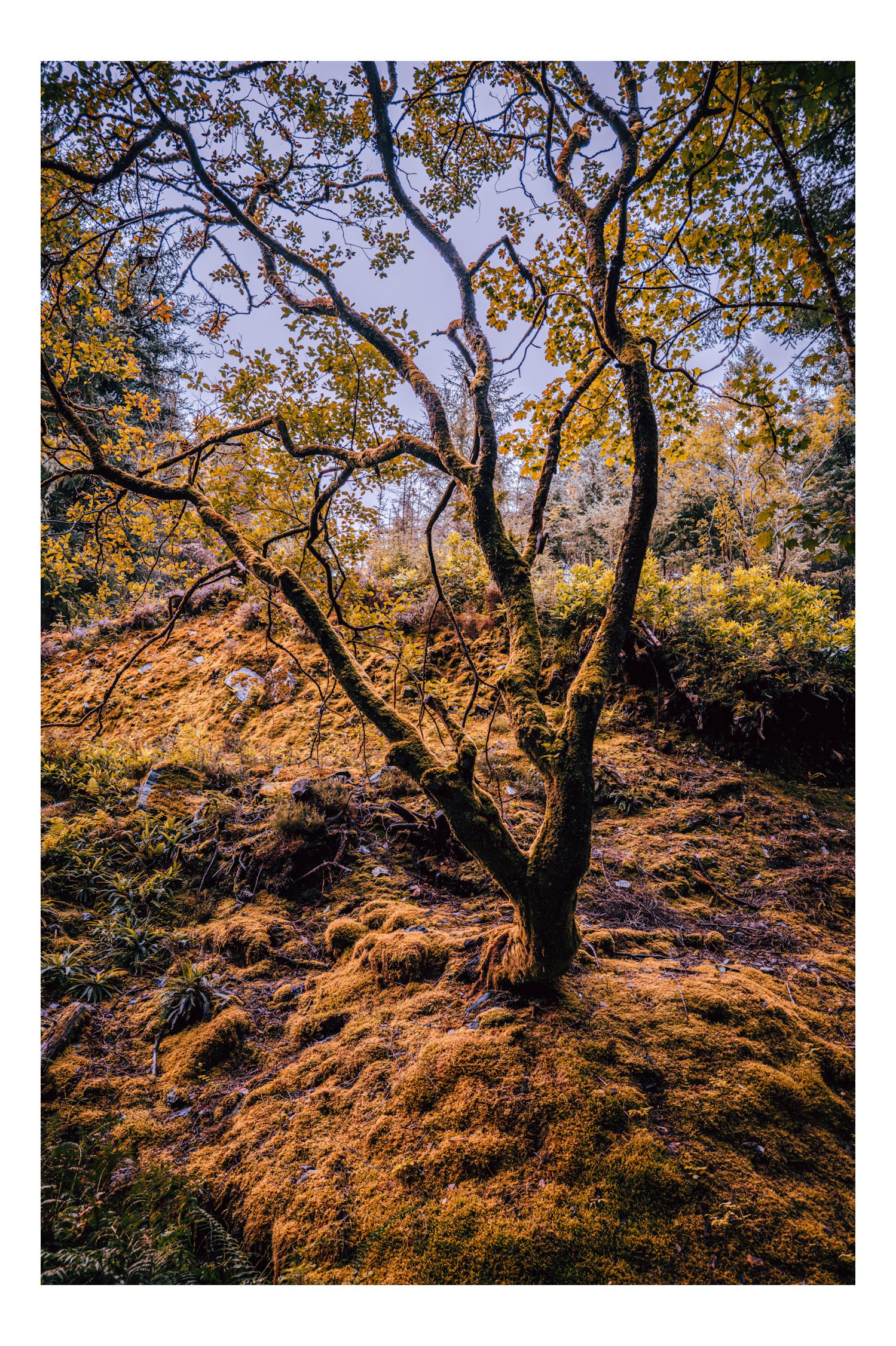 A moss-covered tree with twisting branches on a mossy hillside in a forest.