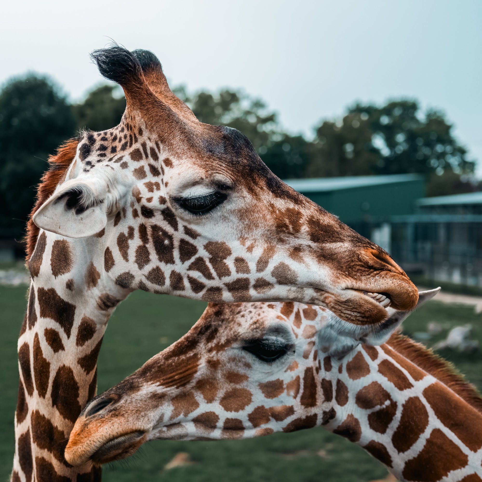Giraffe Zoo.jpg