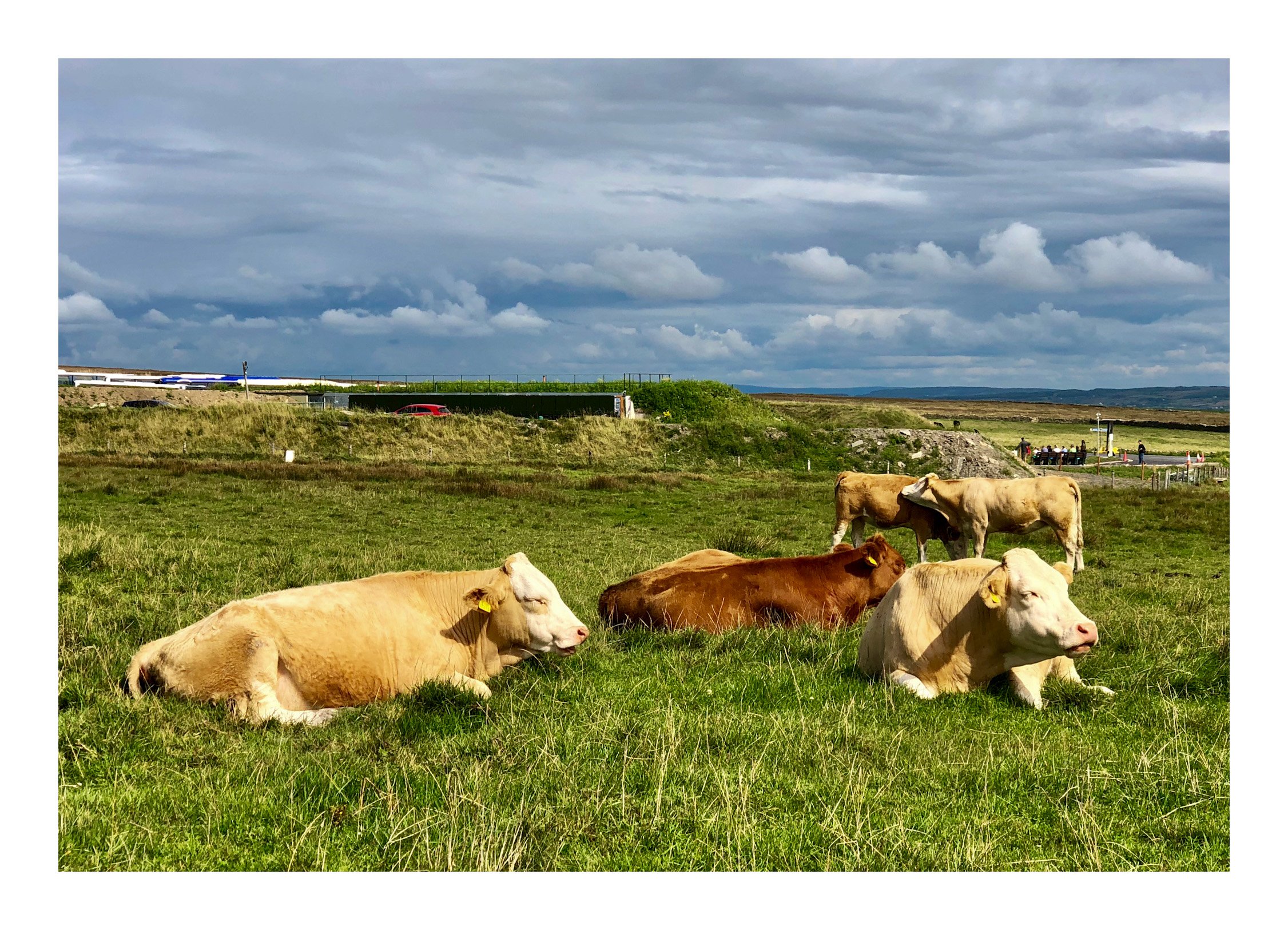 Cows resting on a grassy field with cloudy sky and distant roadside view in the background.