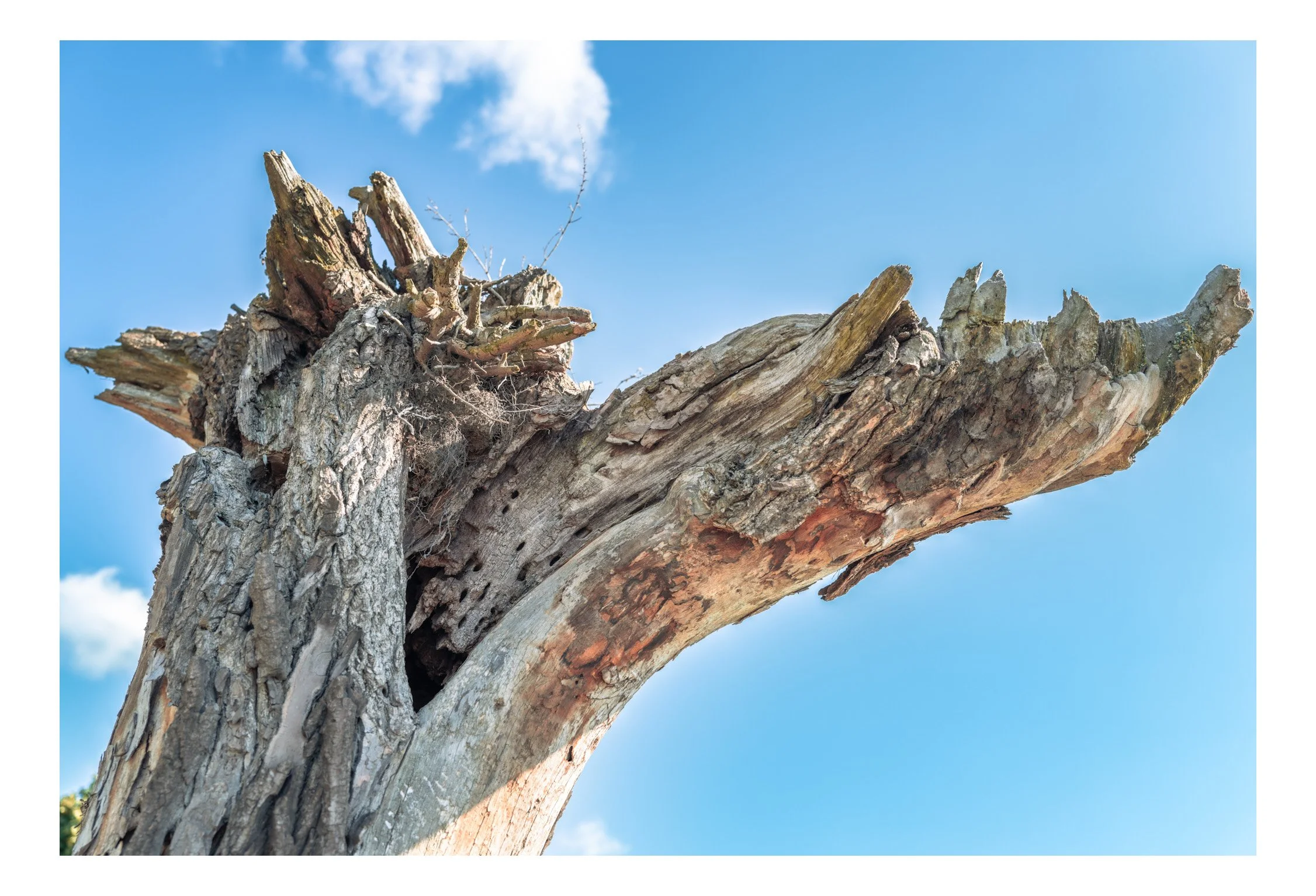 Close-up of a weathered, broken tree branch against a bright blue sky with a few small clouds.