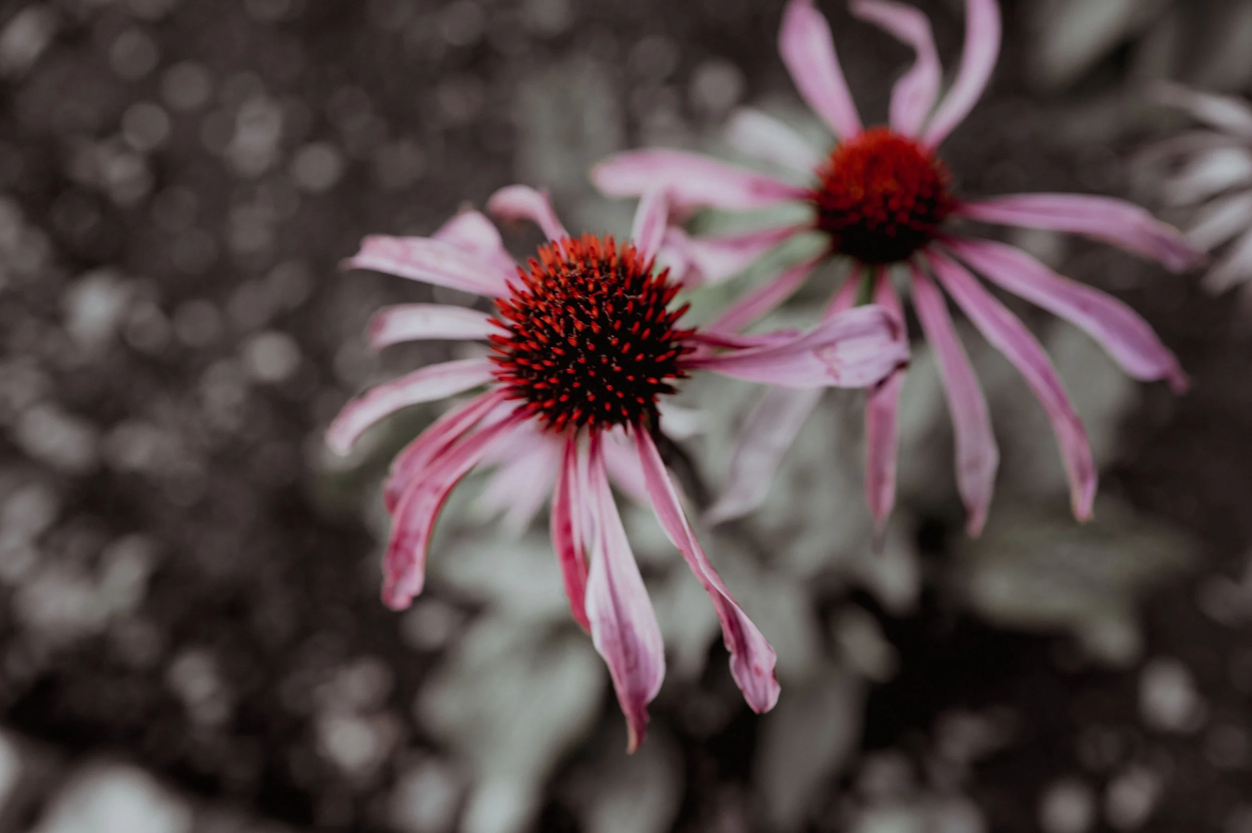 Square Space Scotland -111.jpg