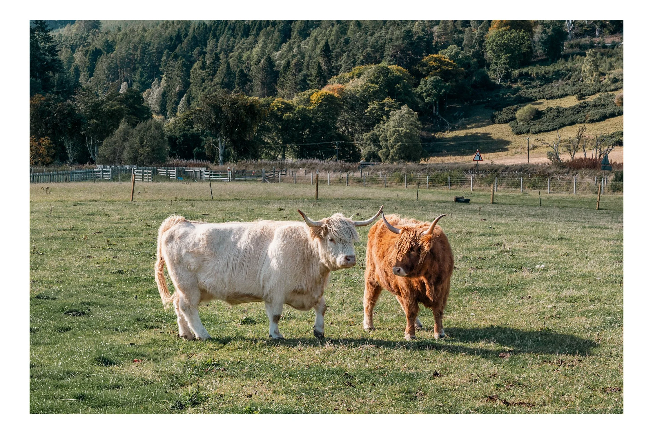 Two Highland cattle, one white and one reddish-brown, standing in a grassy field with a fence and distant forested mountains in the background
