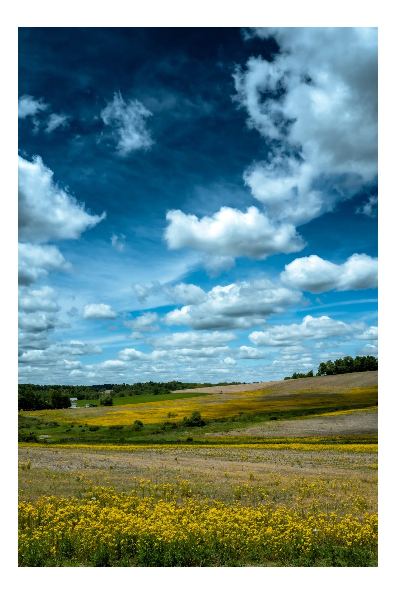 Open fields with yellow flowers and patches of green grass, a tree line on the horizon, under a sky filled with scattered white clouds.