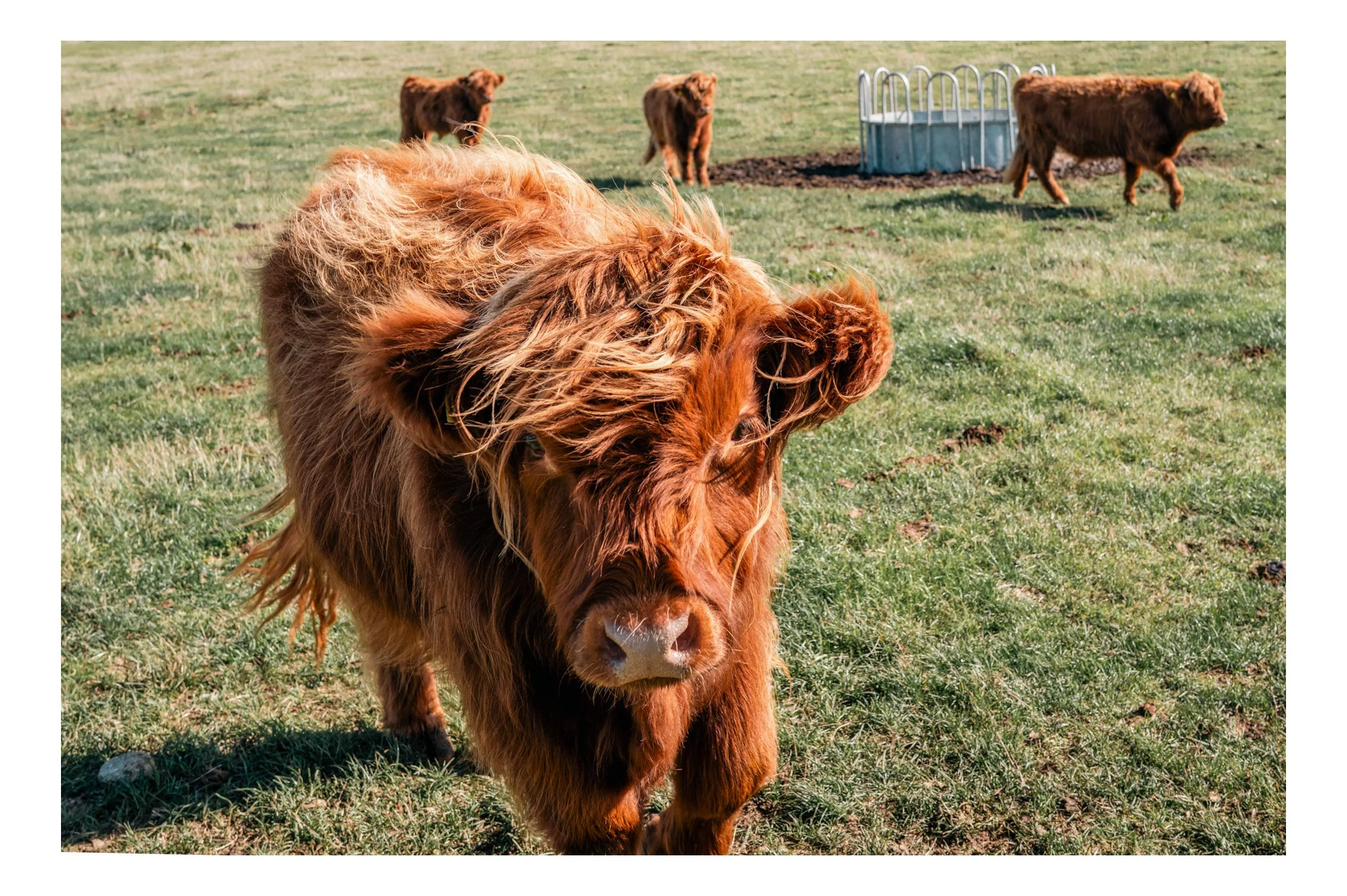 A Highland cow with long, shaggy reddish-brown hair standing on green grass in a field, with three other Highland cows in the background and a metal livestock waterer.