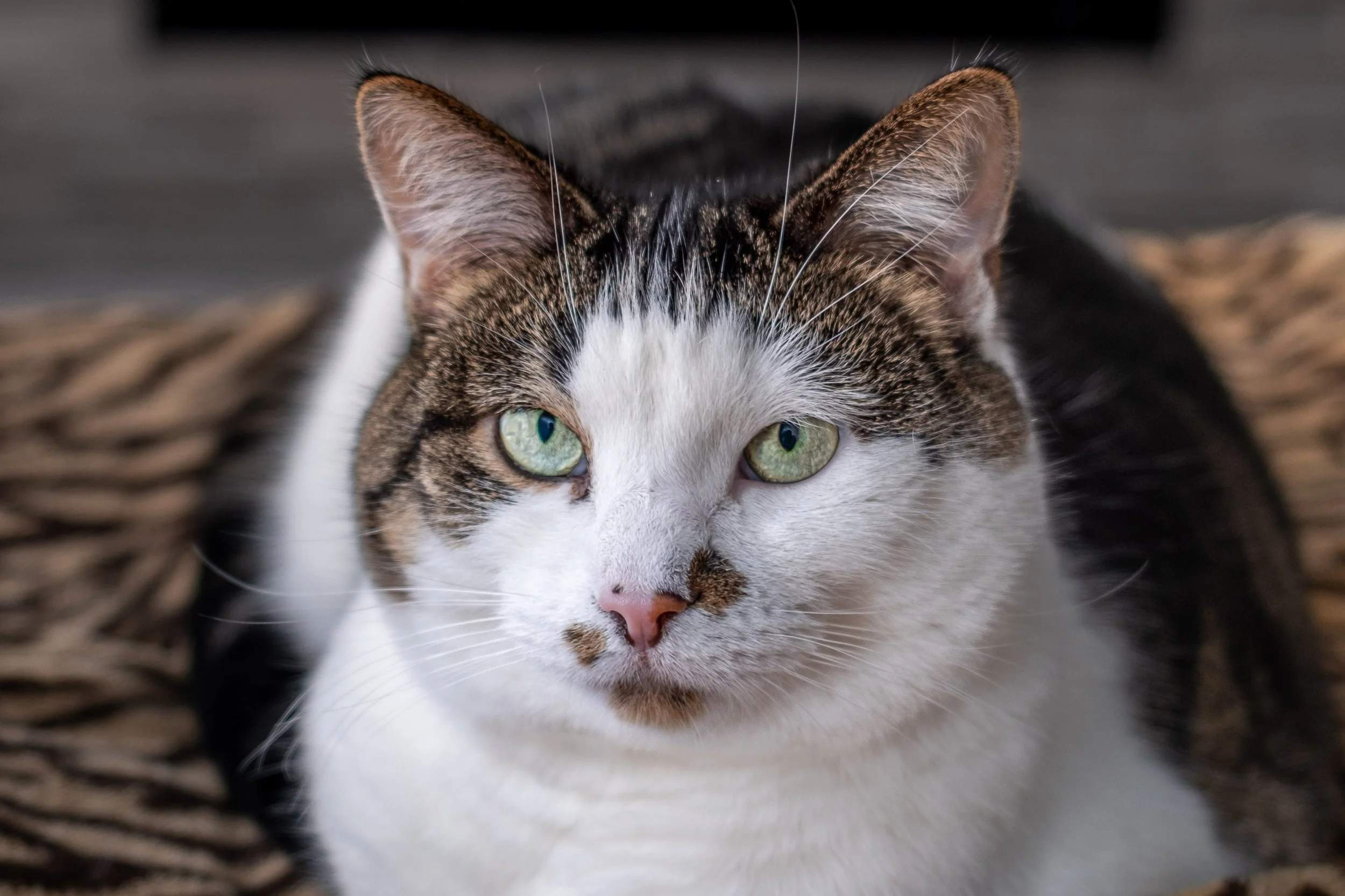Pet Photography