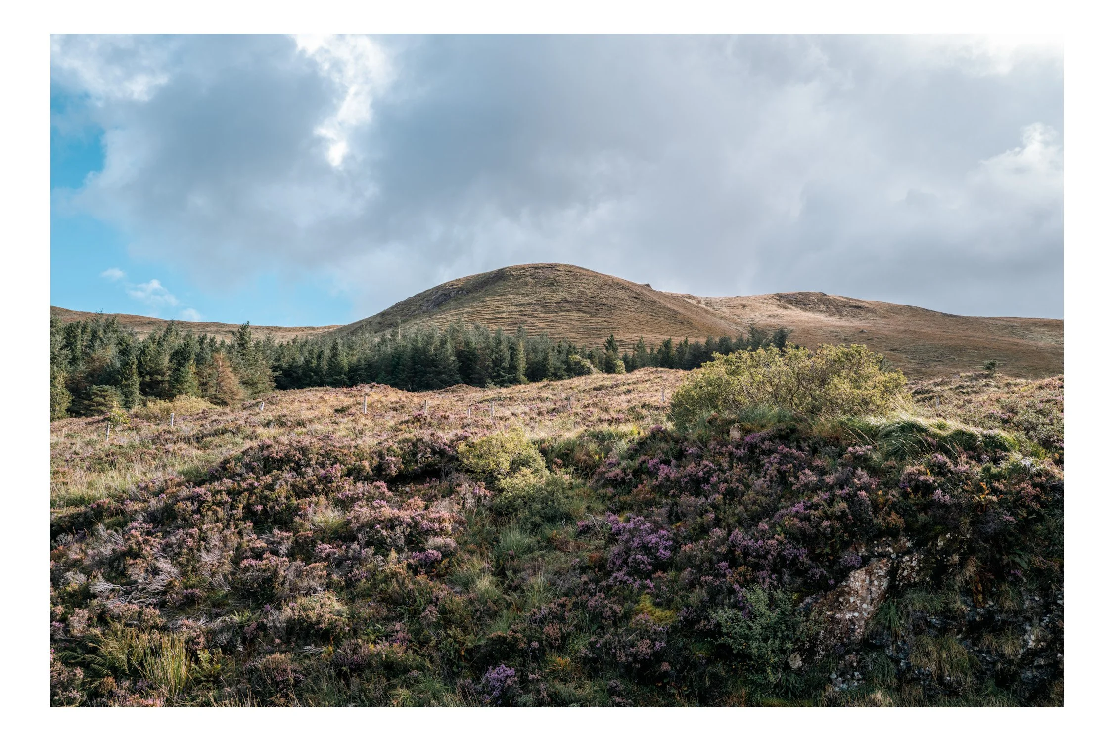 Scenic landscape of rolling hills with purple heather and green bushes, a forest at the base, and partly cloudy sky.