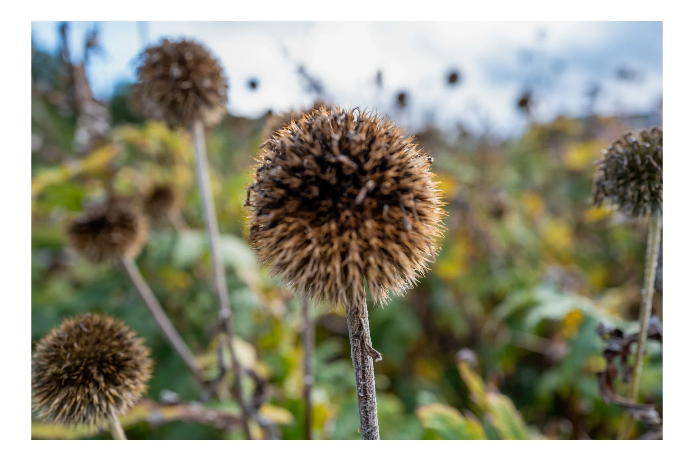 Close-up of a dried, spiky brown globe-shaped seed head on a plant with other seed heads and green foliage in the background.