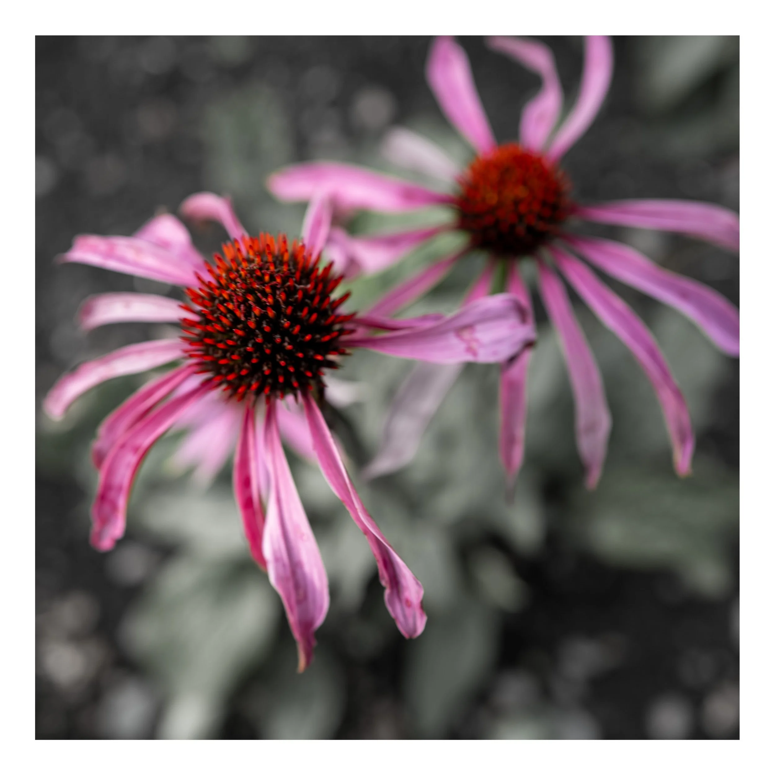 Square%20Space%20Scottland-138 46 Edited.jpg