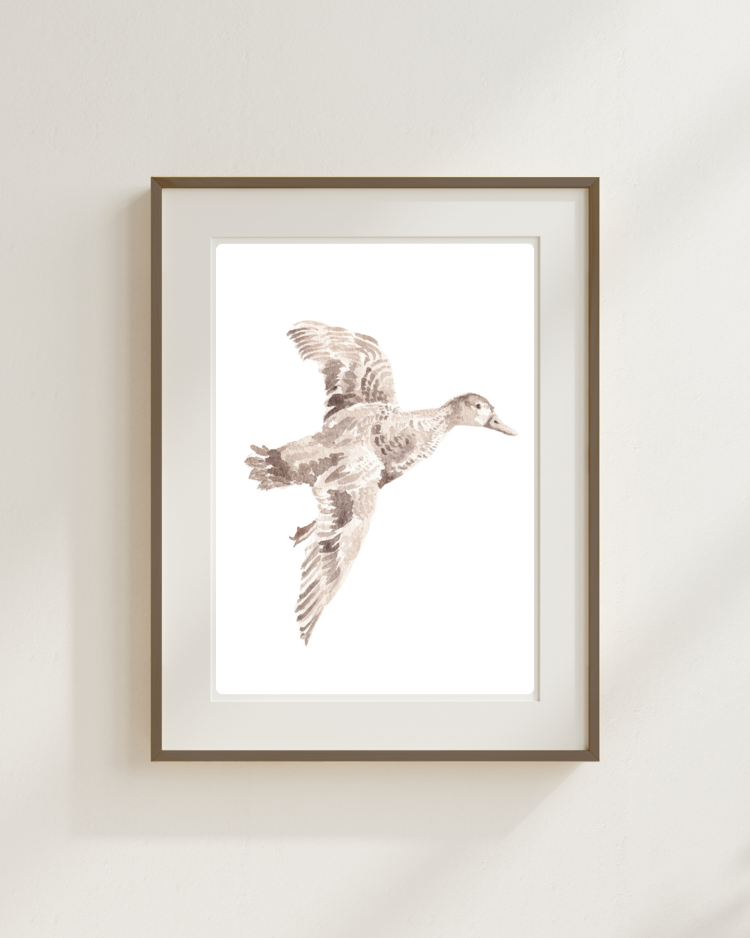Gadwall in Flight Print