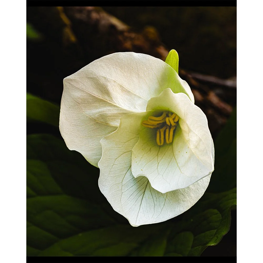 4x5 Newcomer Trillium.jpg