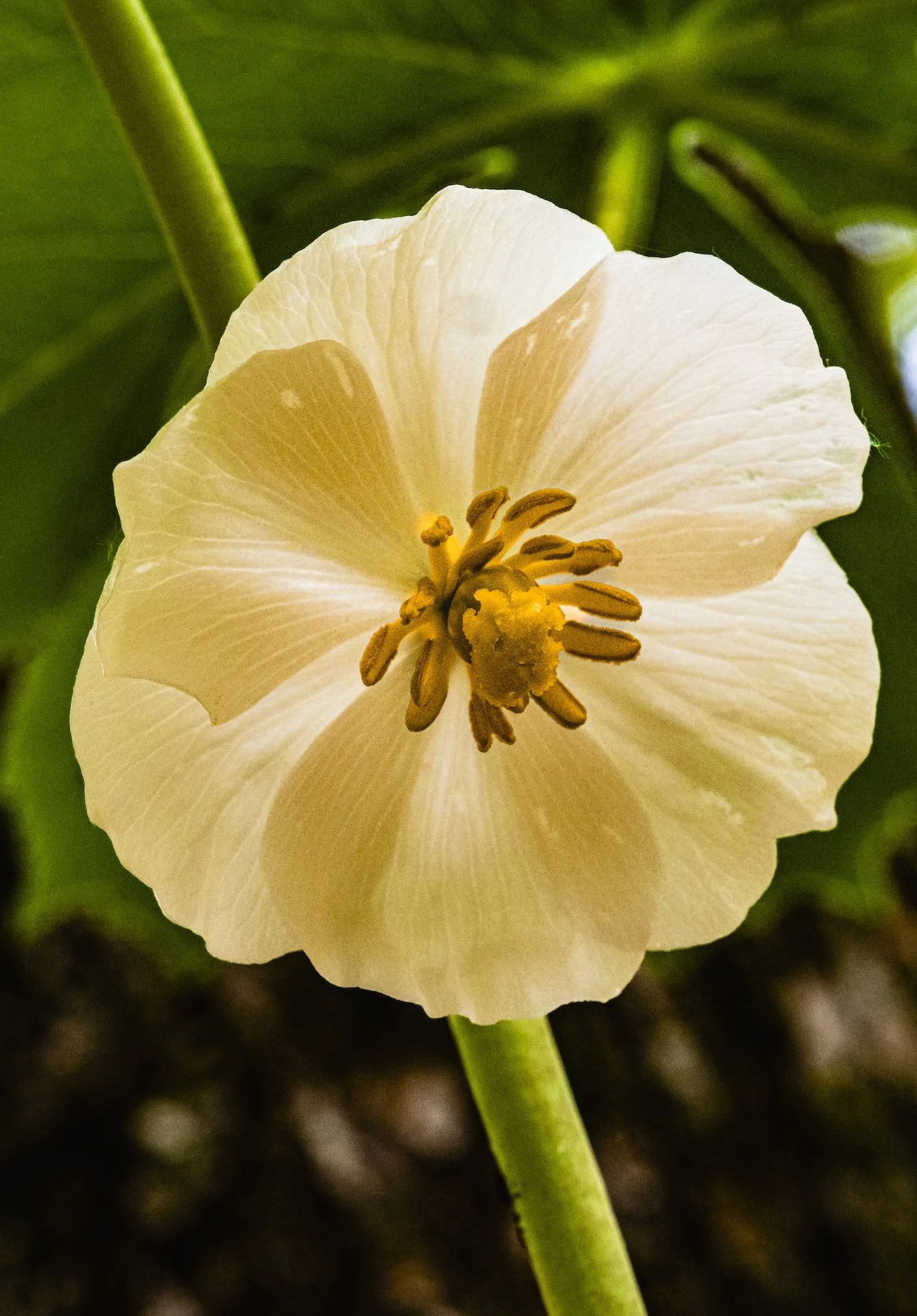 nordicbiker-square space.jpg-49.jpg