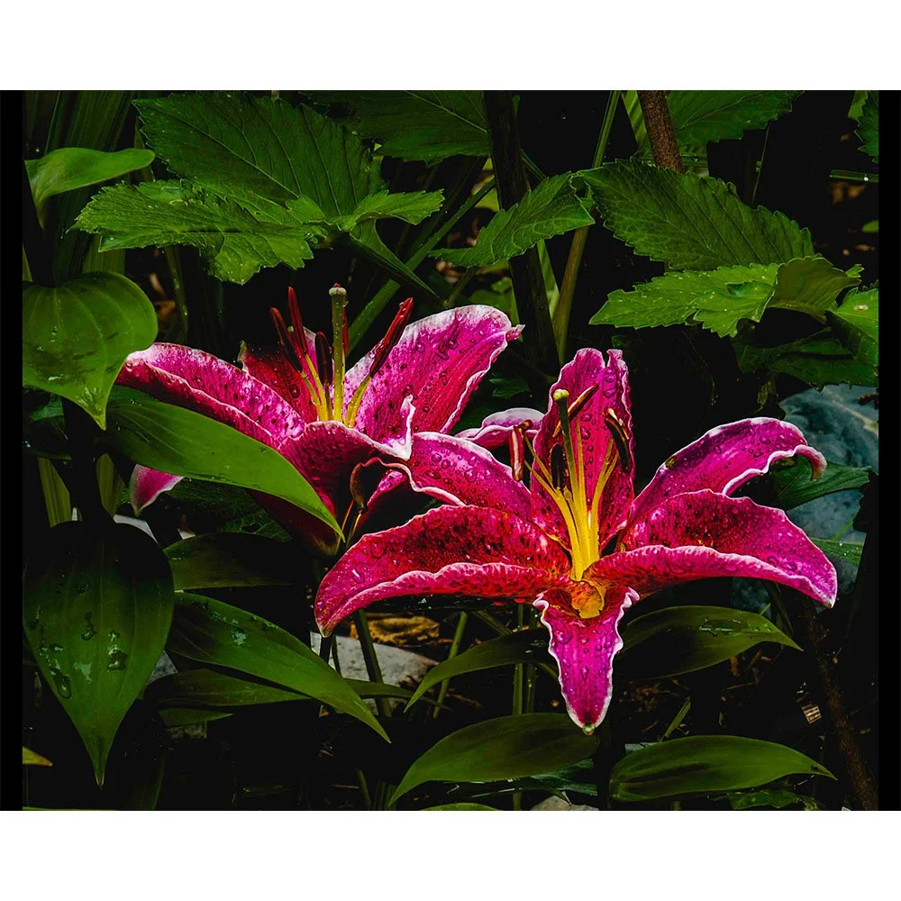 Web 4x5 Pams Lilies.jpg