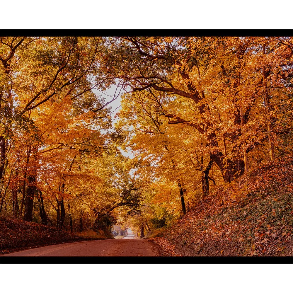 4x5 Autumn Riot.jpg