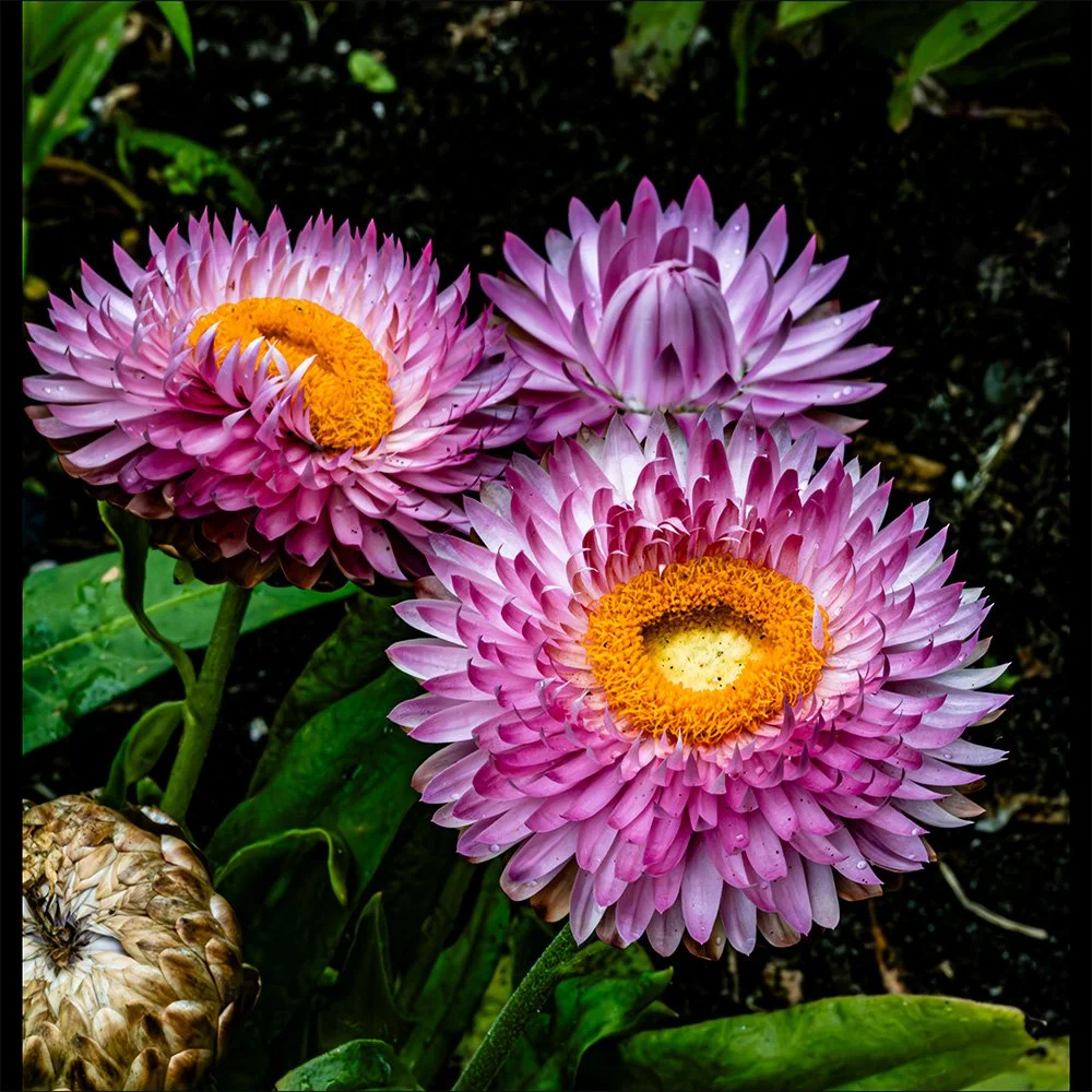 1x1 Straw Flowers.jpg