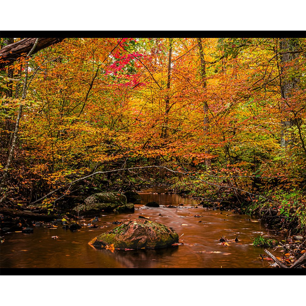 4x5 A Feast for the Eyes.jpg