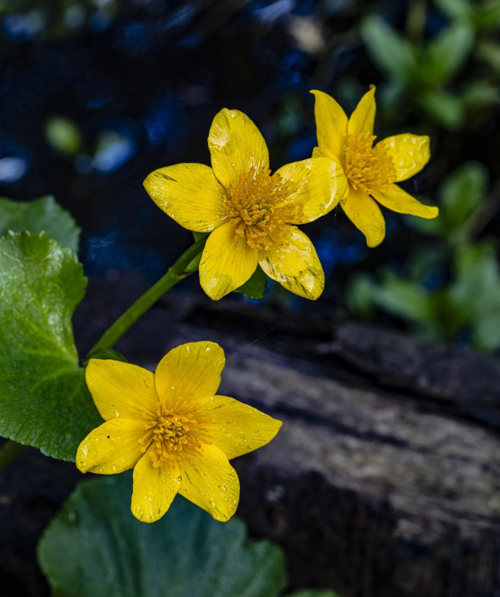 nordicbiker-square space.jpg-56.jpg