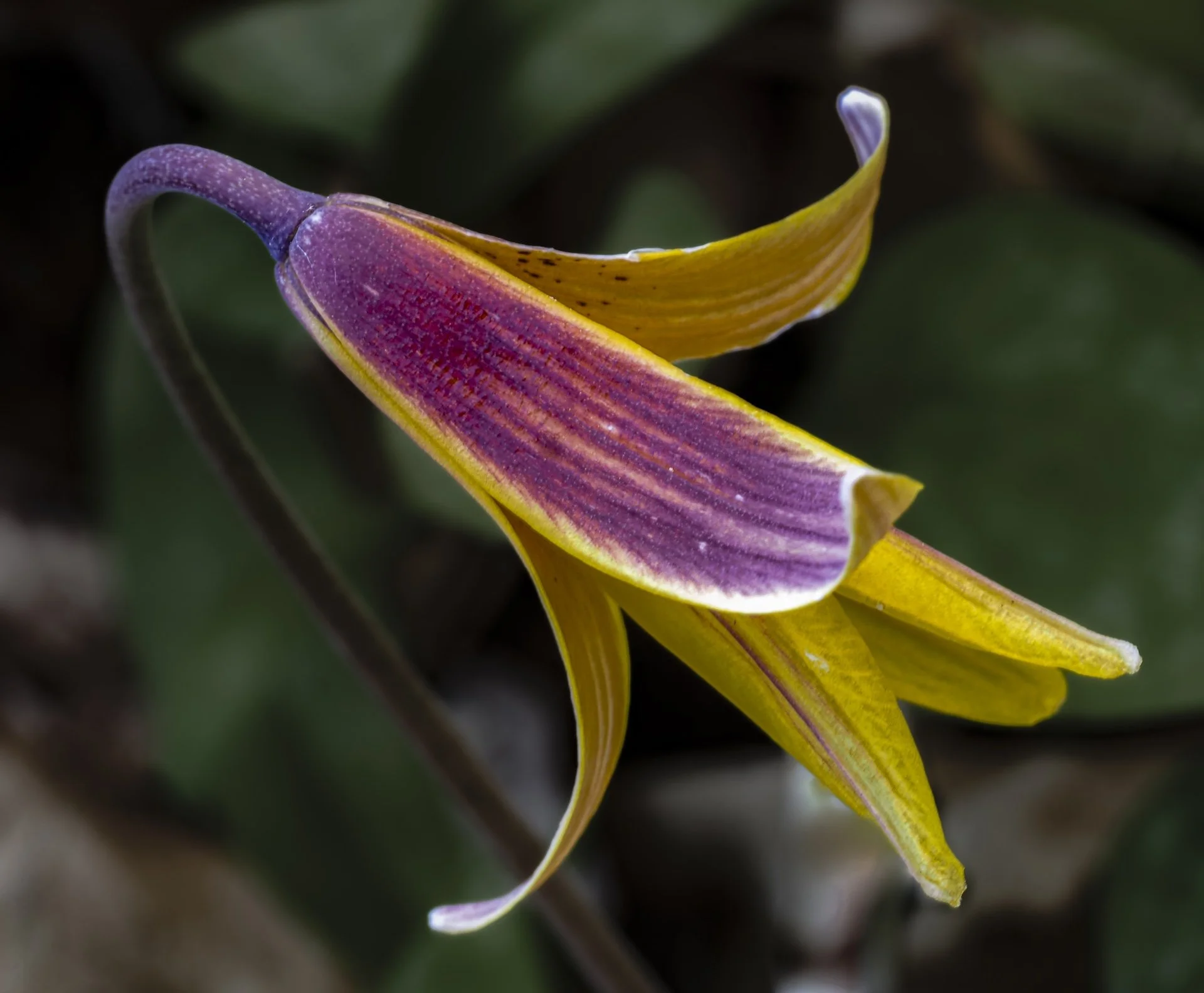 nordicbiker-square space.jpg-69.jpg