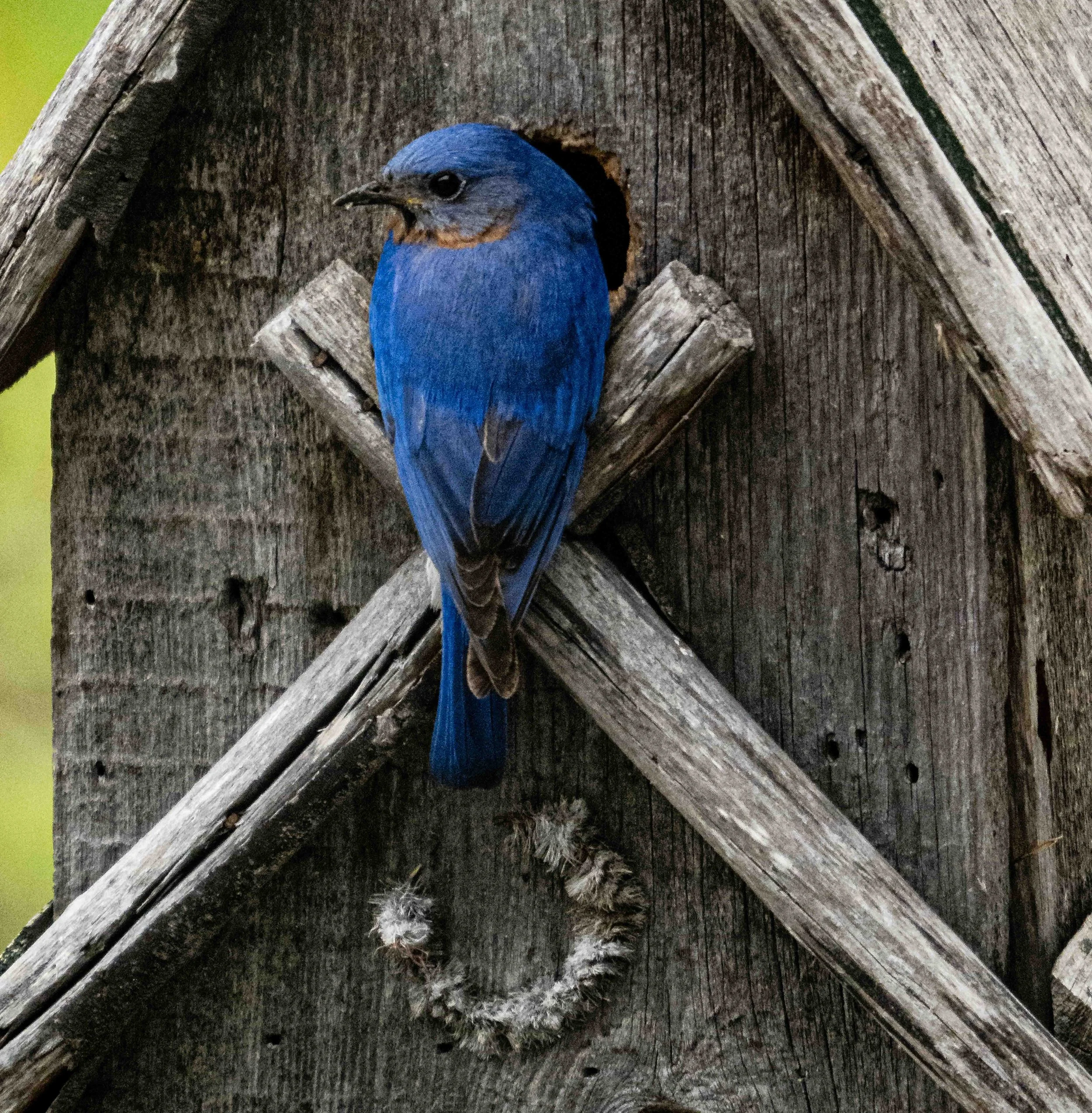 Bluebird Homestead