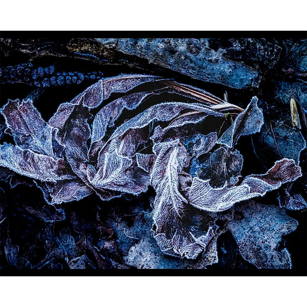 4x5 Morning Frost 3.jpg