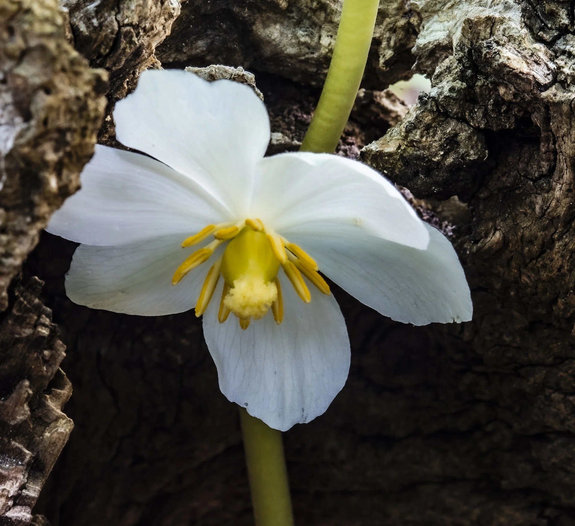 nordicbiker-square space.jpg-41.jpg