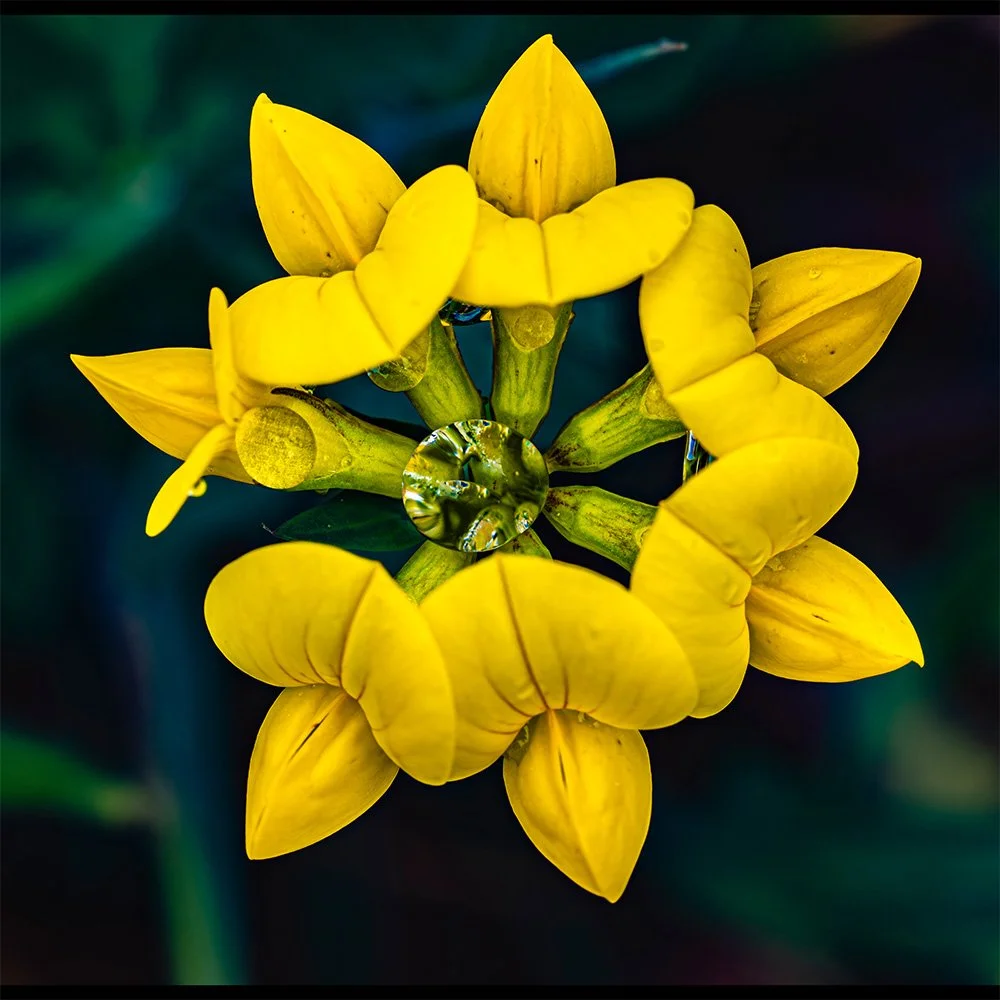 1x1 Bird_s Foot Trefoil with Raindrops.jpg