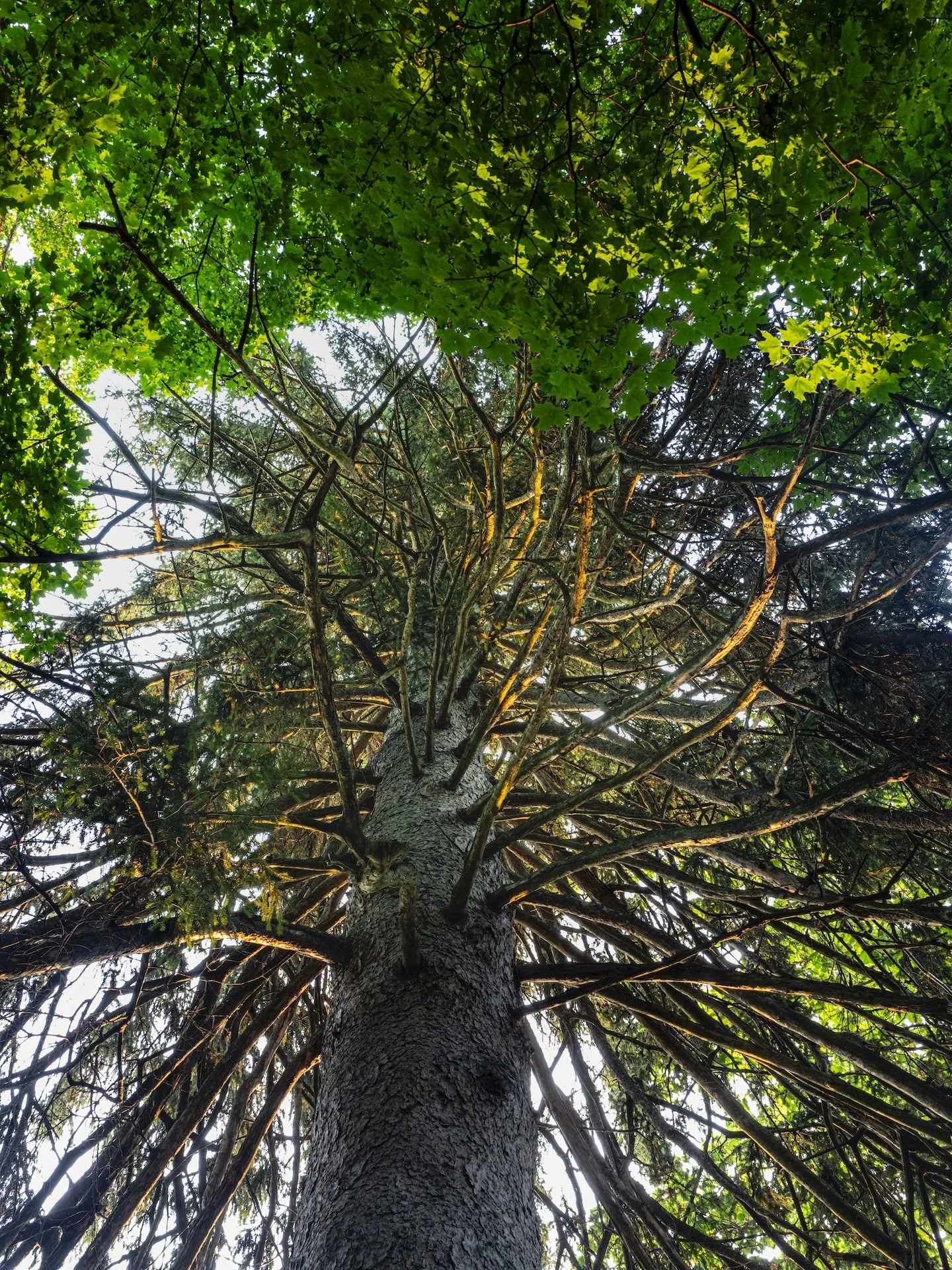 nordicbiker-square space.jpg-90.jpg