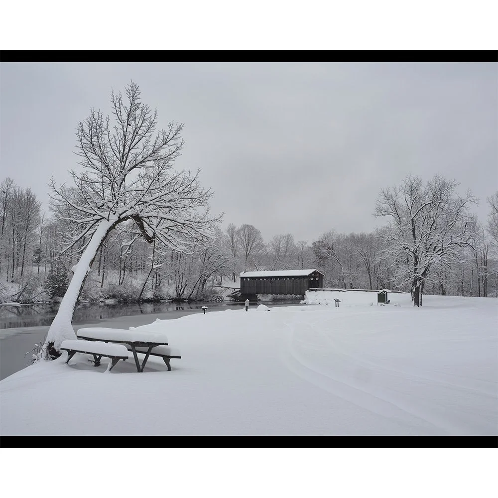 4x5 Tree_s Eye View.jpg
