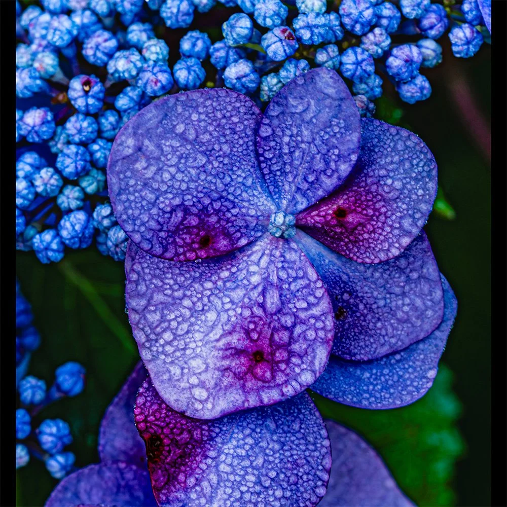 1x1 Blue Hydrangea.jpg