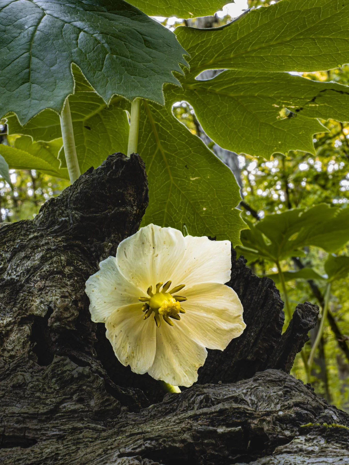 nordicbiker-square space.jpg-87.jpg