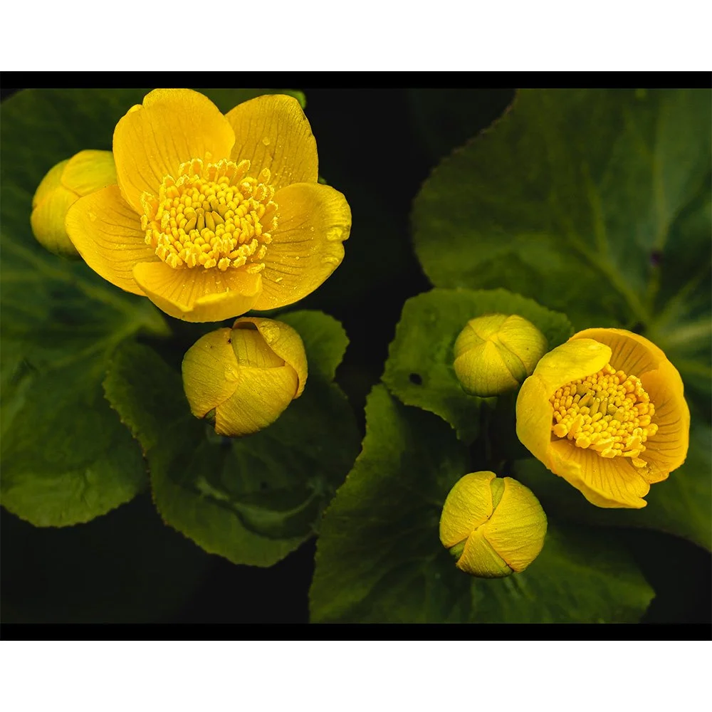 4x5 Marsh Marigolds.jpg